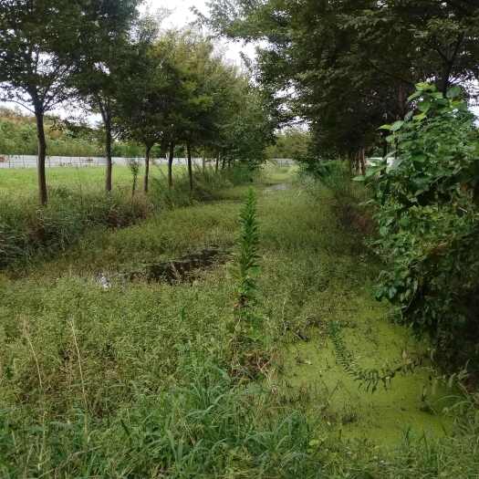 榉树，红榉树