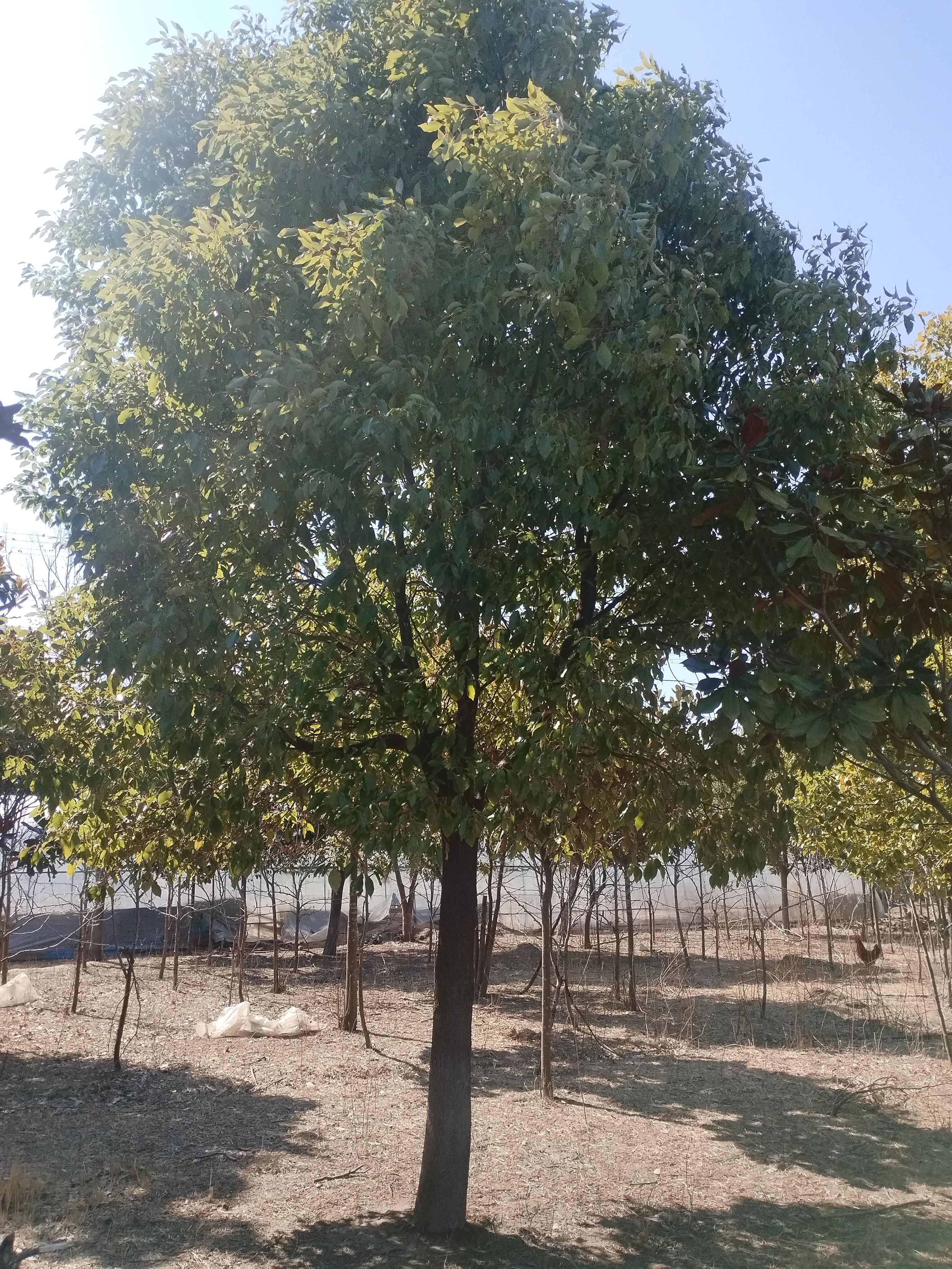 香樟树