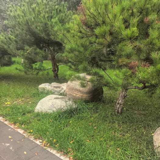 湖边造景石庭院景观石水冲石大型鹅暖石