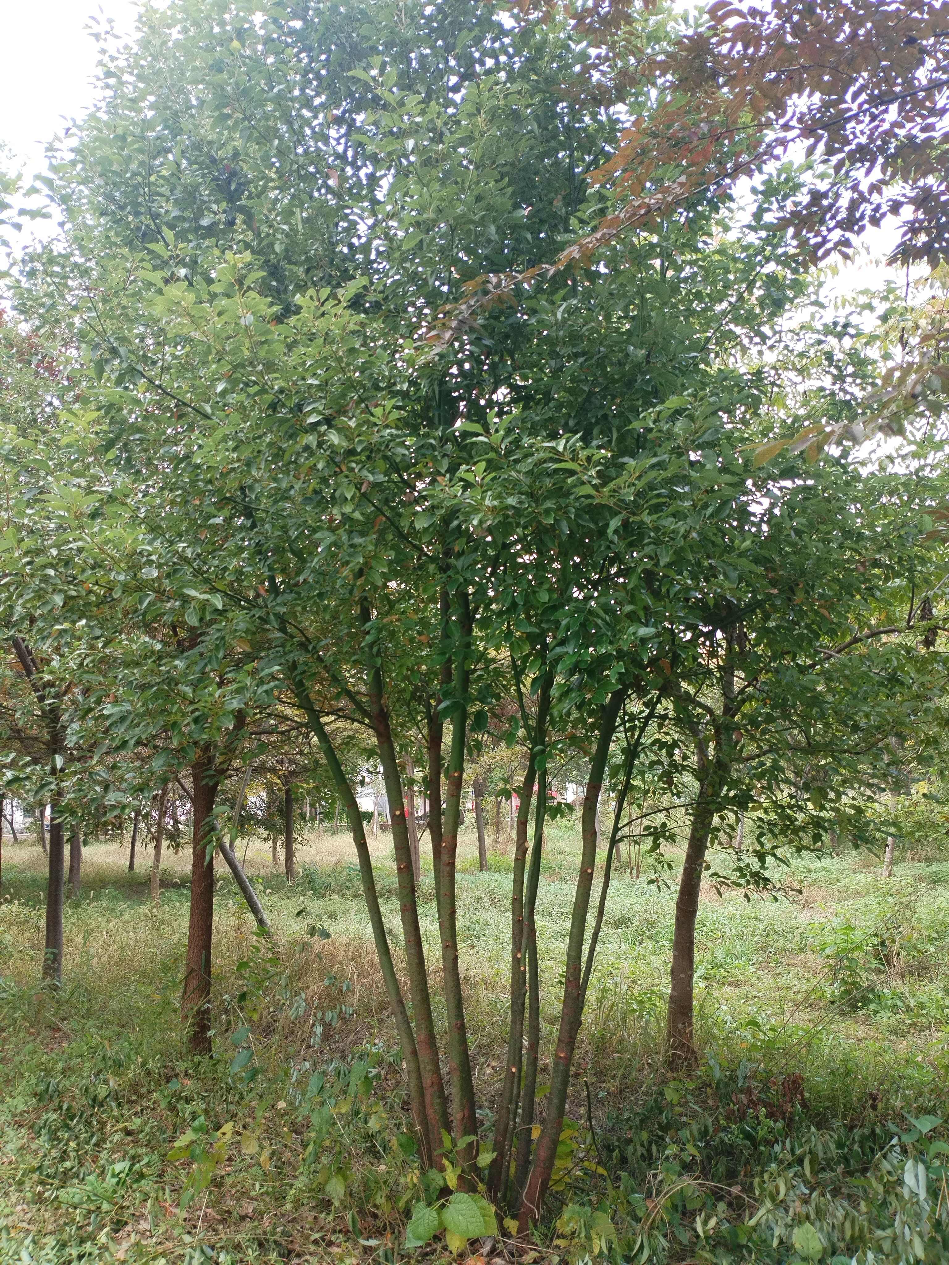 榉树，红榉树