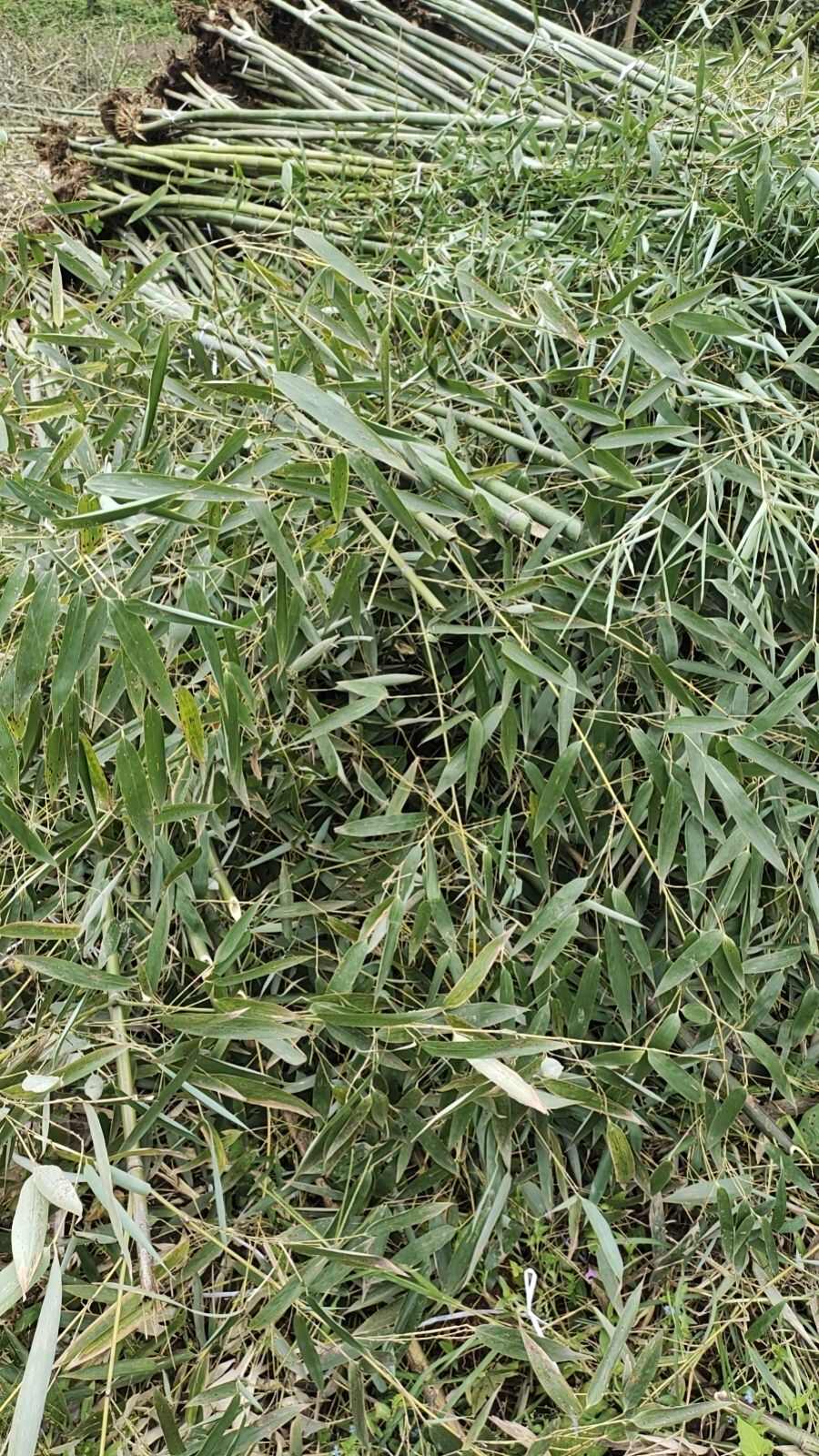 钢竹早园竹淡竹金镶玉紫竹水竹罗汉竹