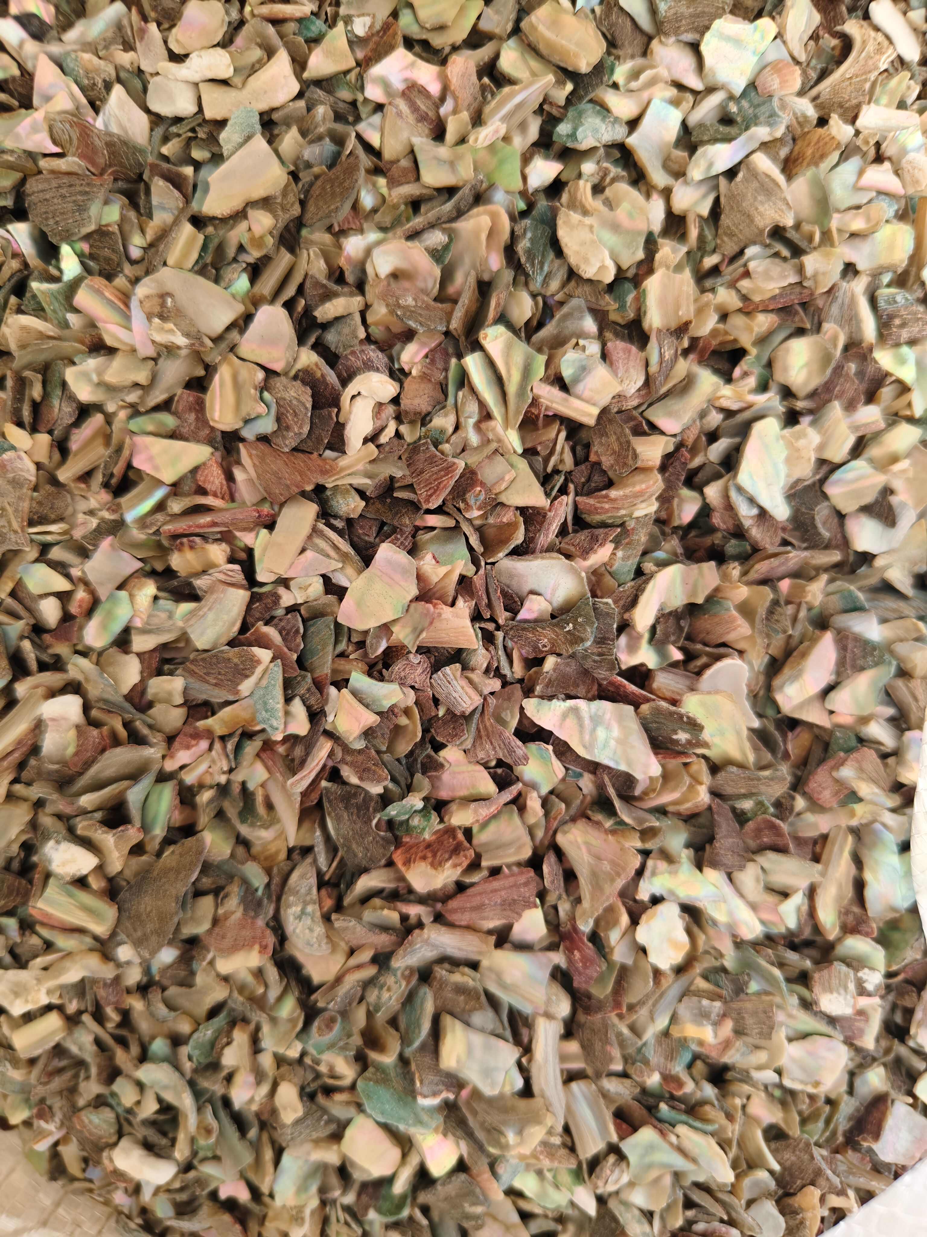 石决明 鲍鱼壳  精选优质石决明 干净 批发零售