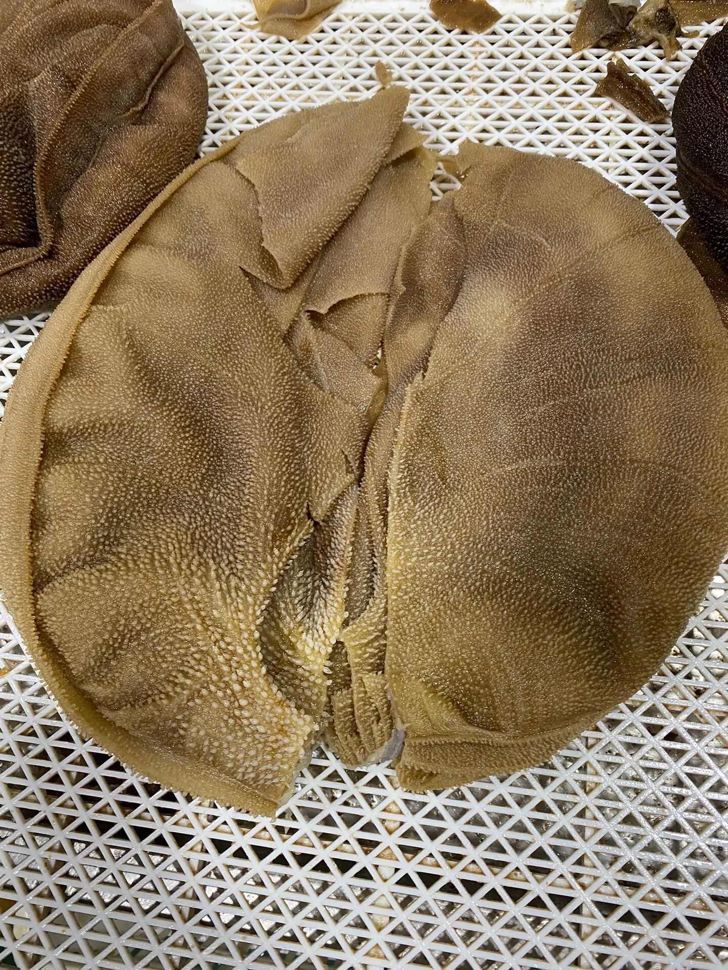 牛副产品 鲜嫩牛百叶 七上八下爽脆可口 精洗商用