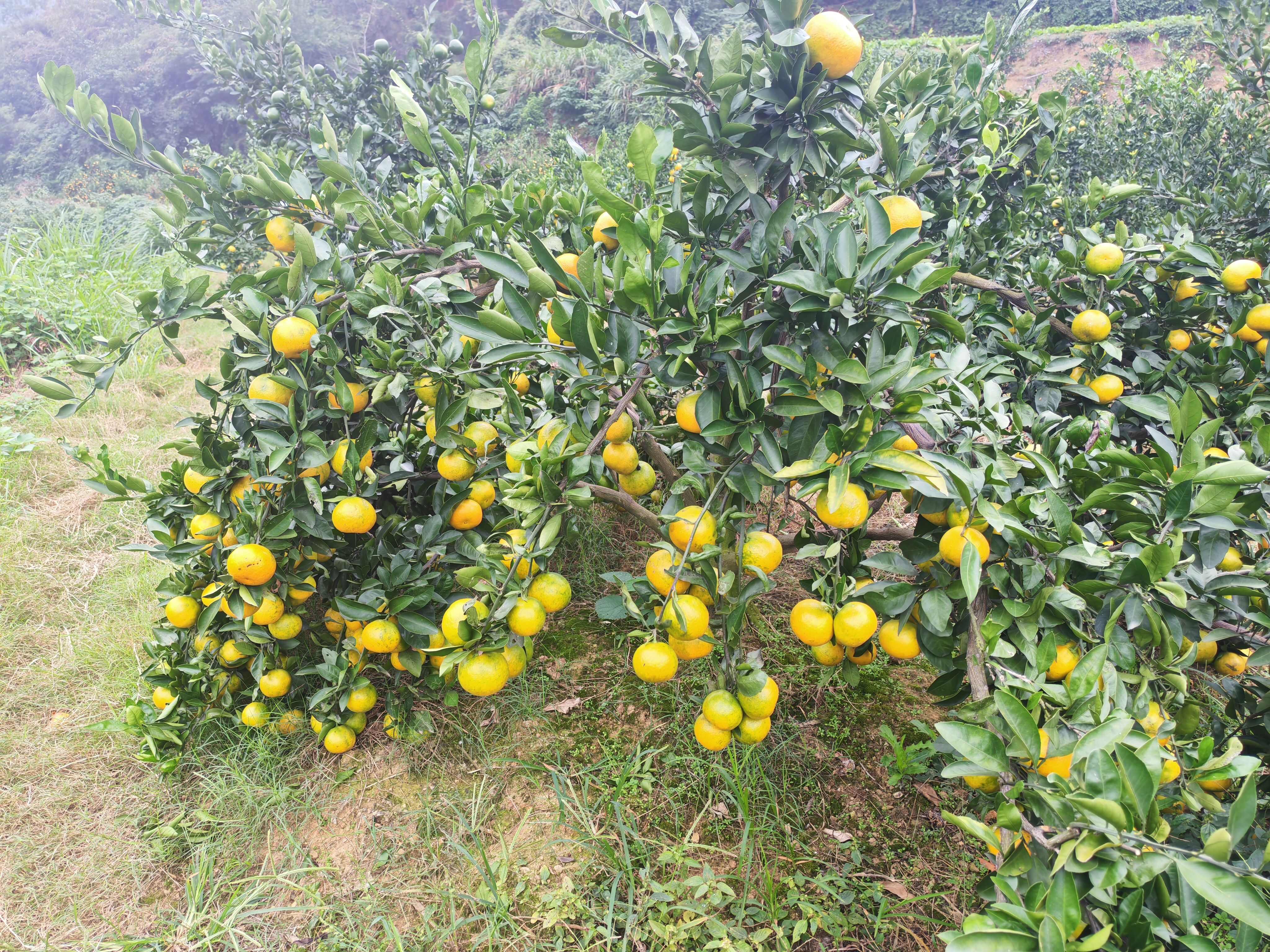 石门蜜橘
