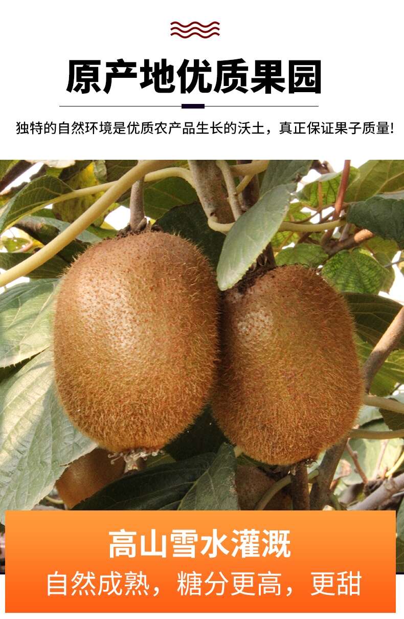 陕西眉县绿心猕猴桃