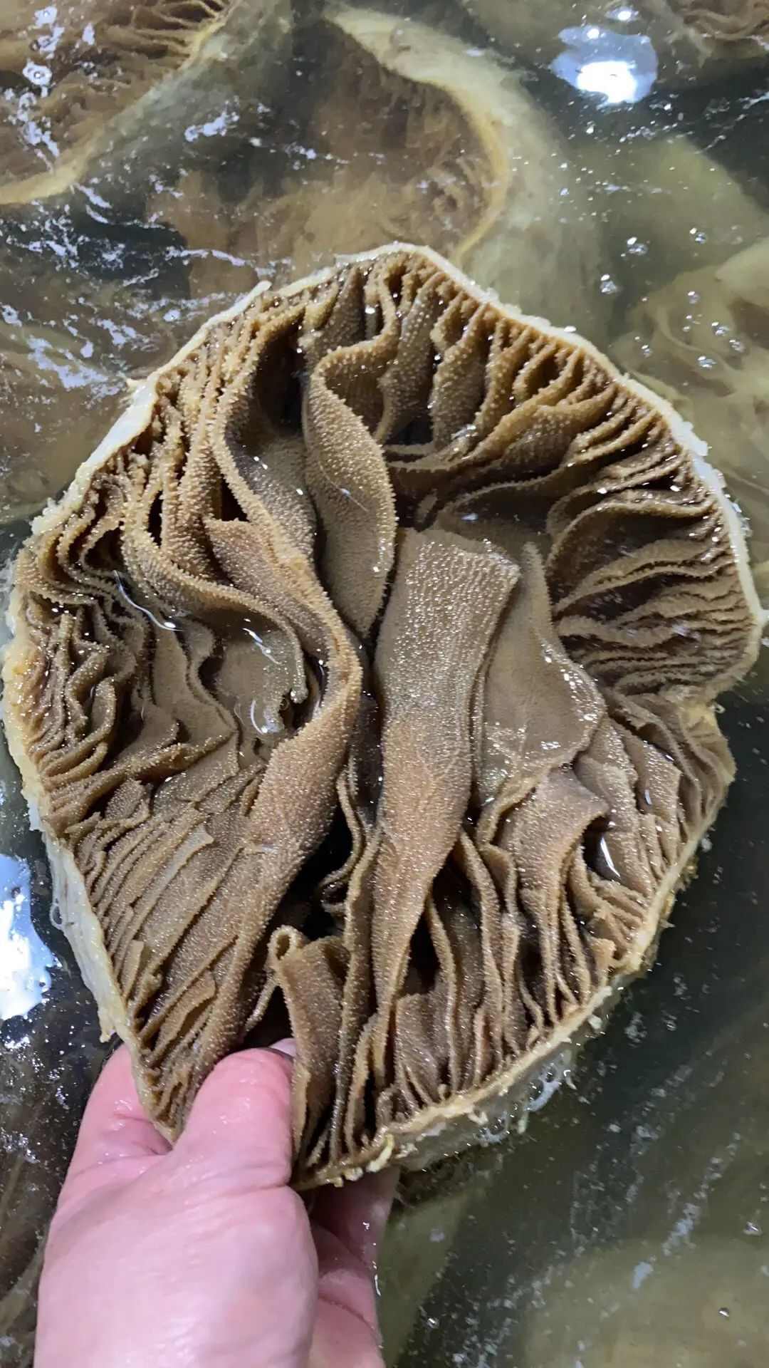 牛副产品 鲜嫩牛百叶 七上八下爽脆可口 精洗商用