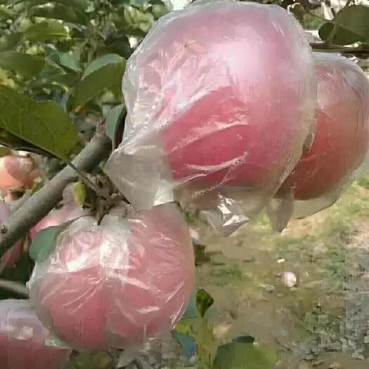 红富士苹果，对接电商，全国包邮，支持一件代发