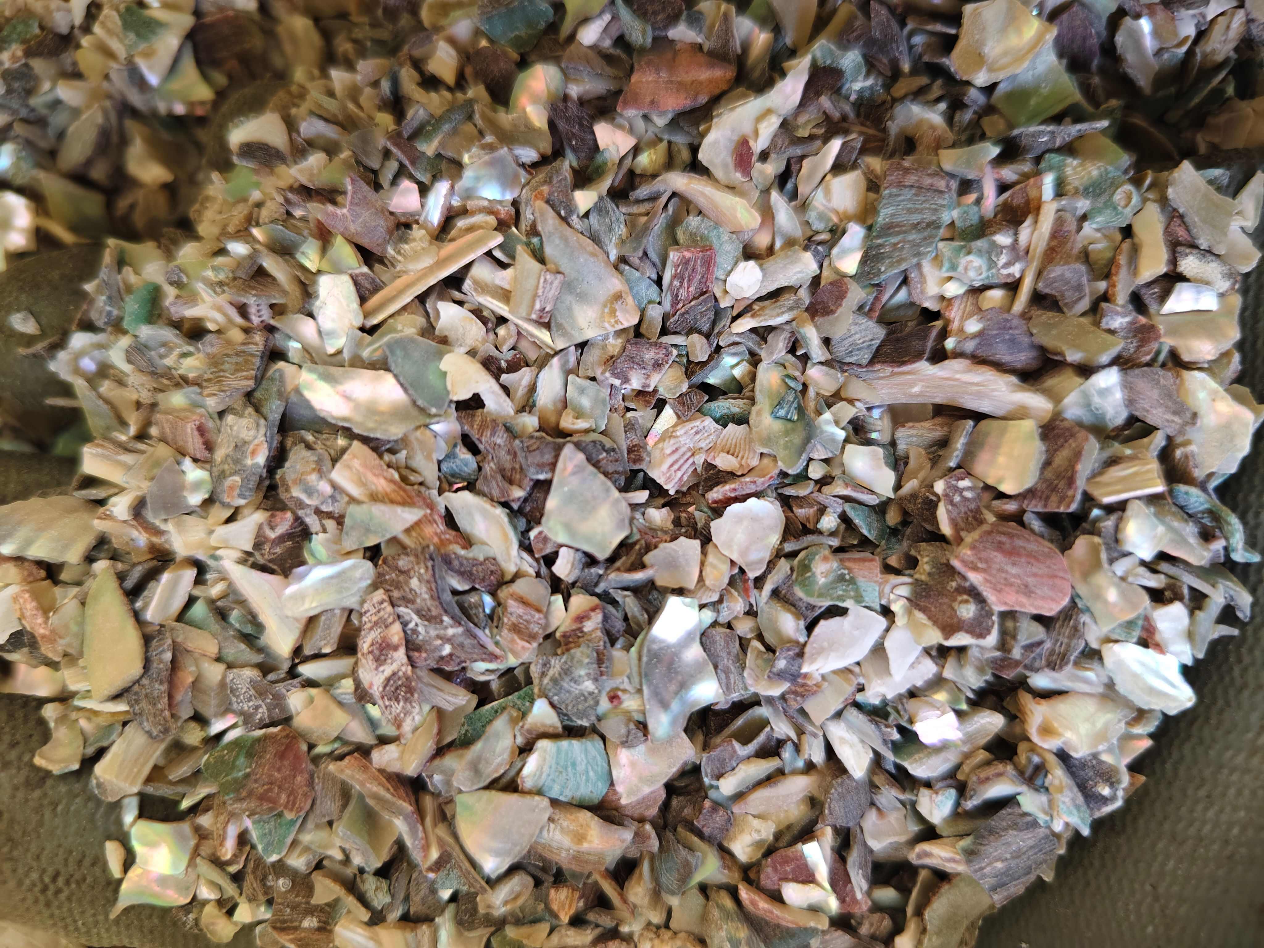 石决明 鲍鱼壳  精选优质石决明 干净 批发零售