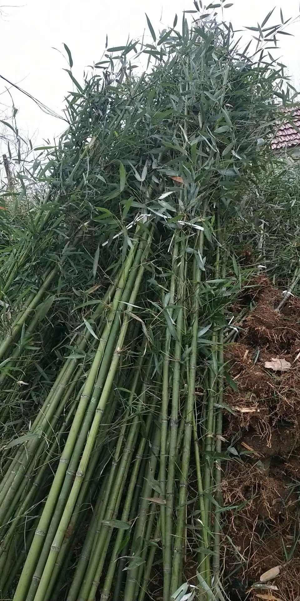 钢竹早园竹淡竹金镶玉紫竹水竹罗汉竹
