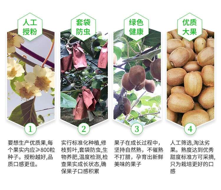 陕西眉县绿心猕猴桃