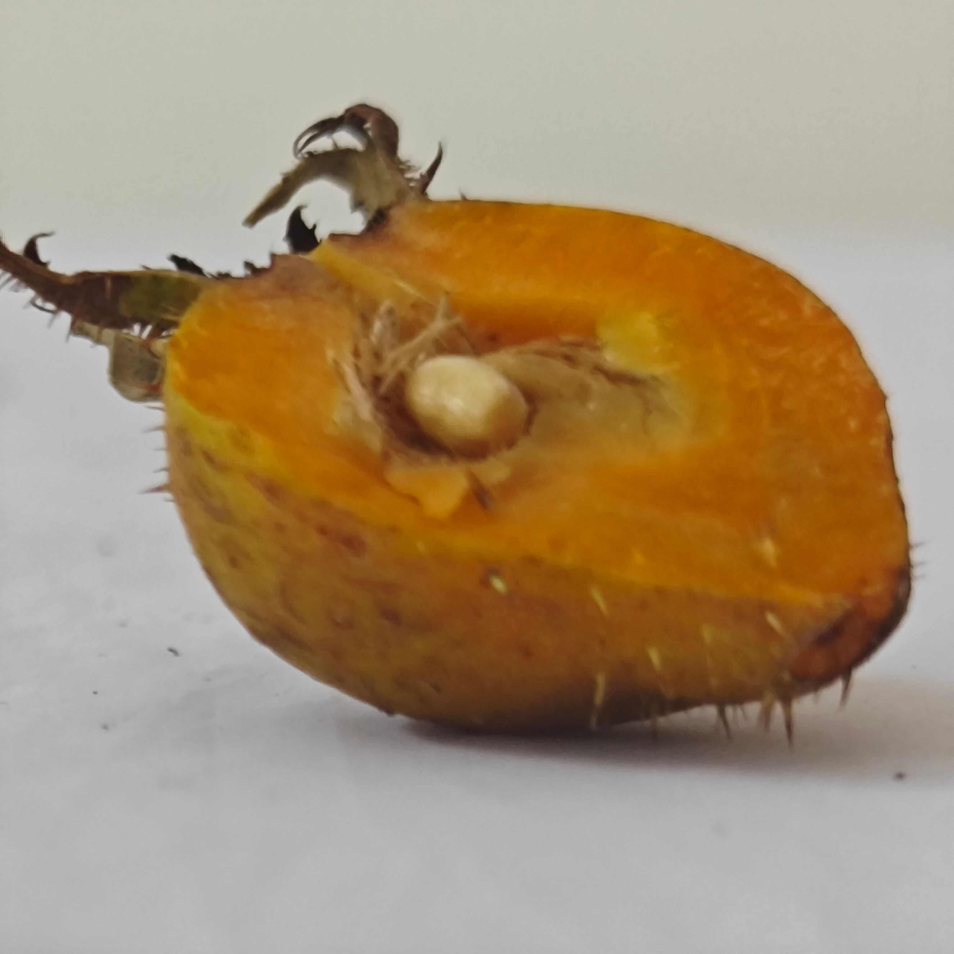 安顺金刺梨鲜果 无籽金刺梨 金樱子+刺梨改良品种