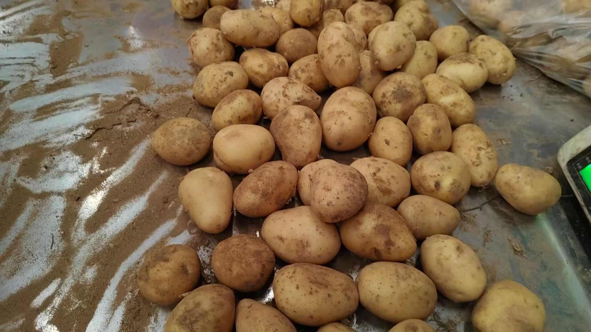 黄心土豆