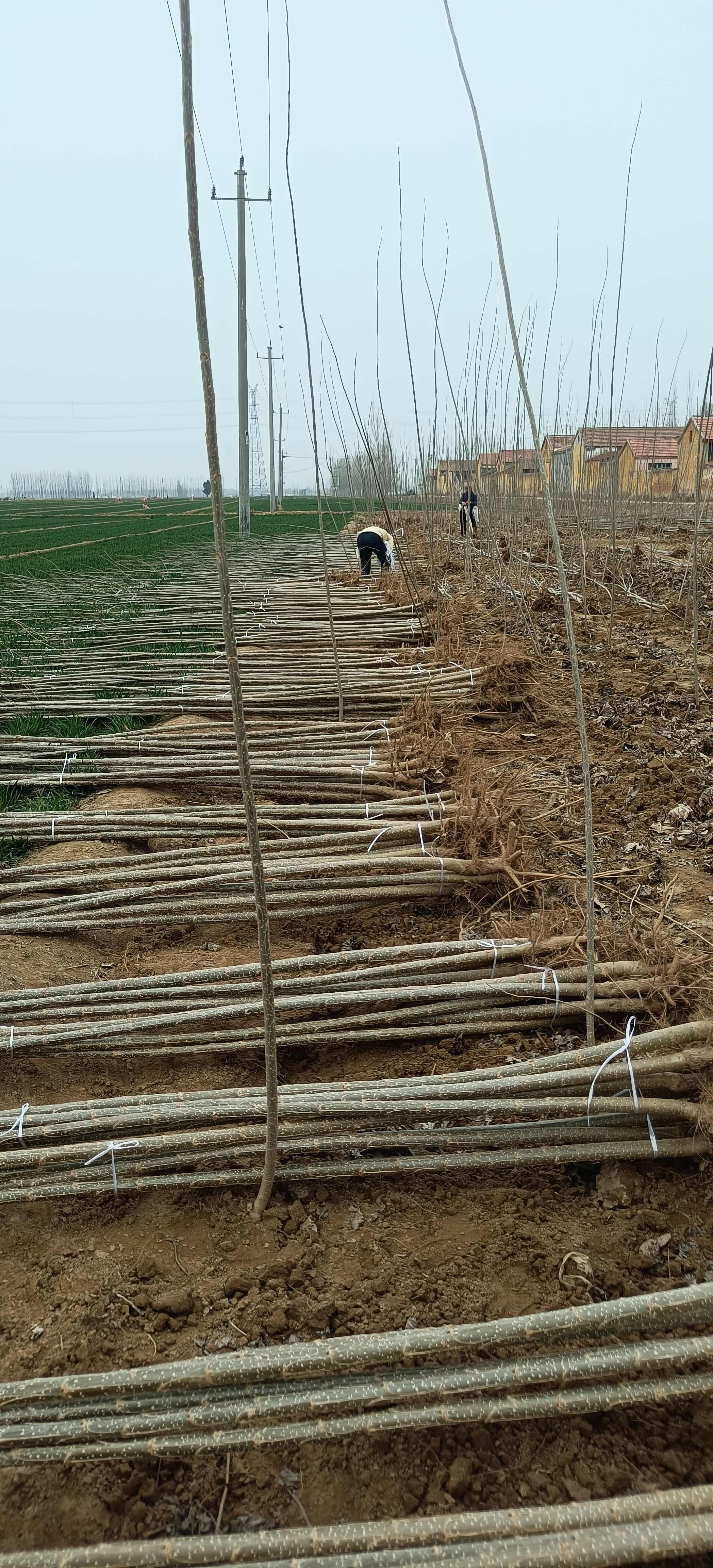 速生杨107苗木基地