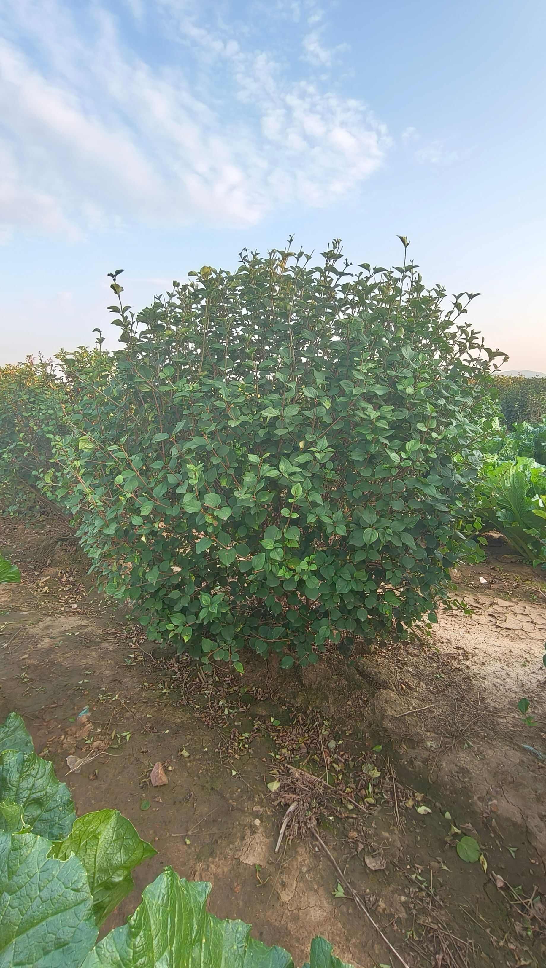 小叶丁香球，四季丁香，小叶丁香大田苗