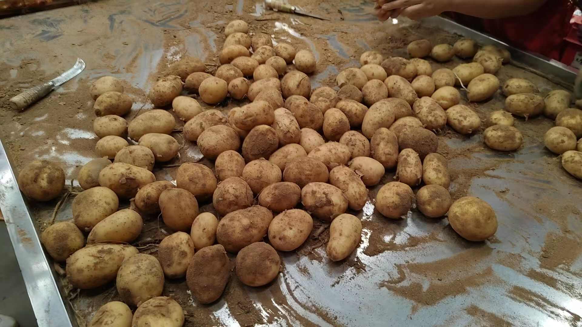 黄心土豆