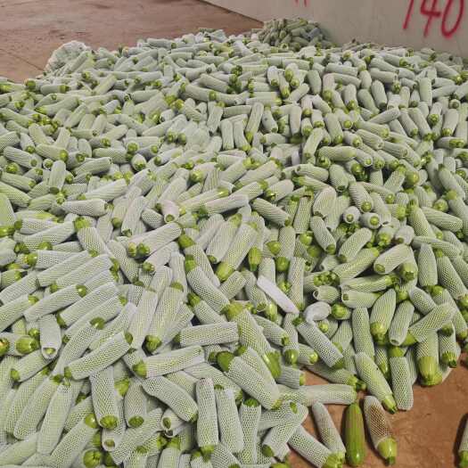 弥勒市云南高原精品绿皮西葫芦 新鲜瓜菜产地直发