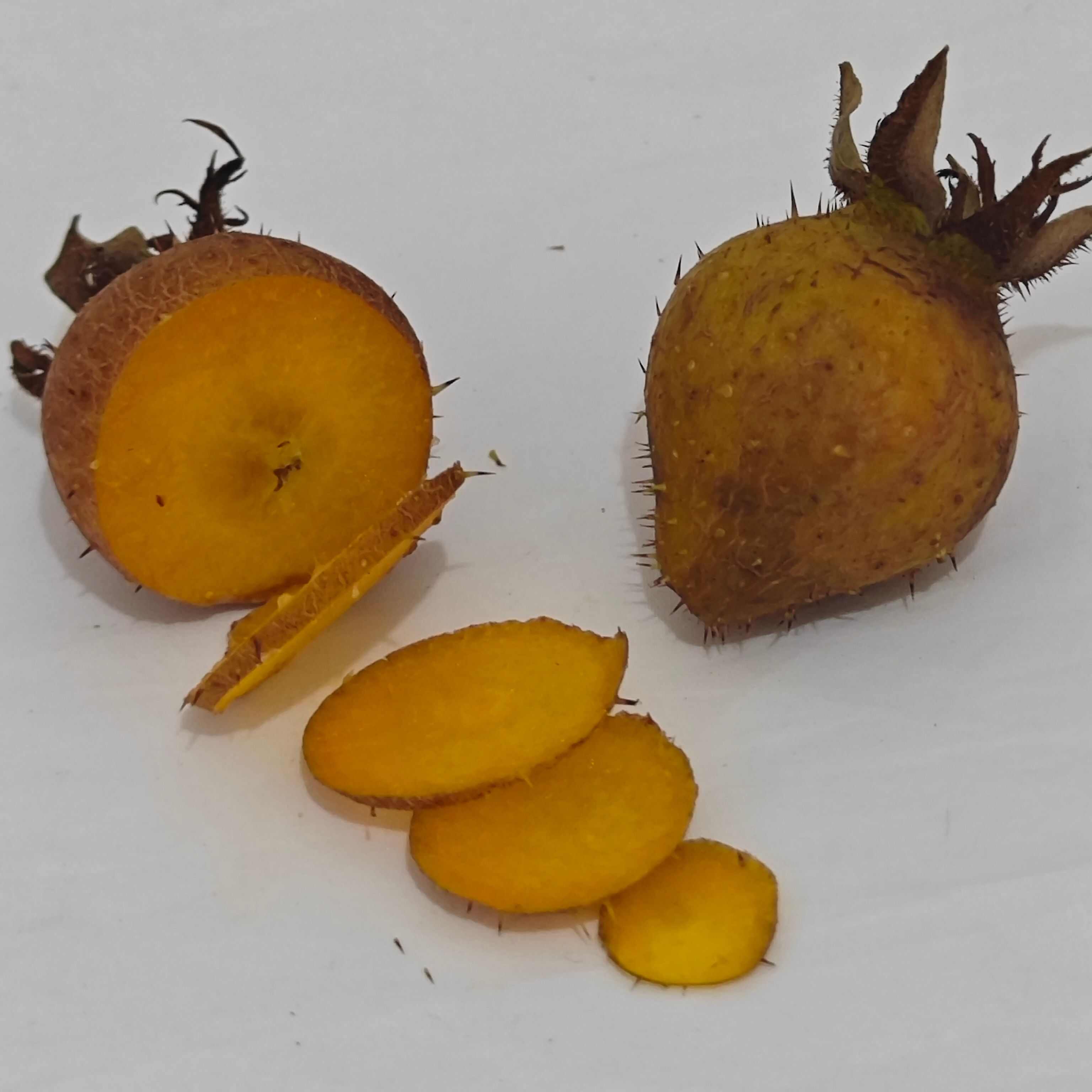 安顺金刺梨鲜果 无籽金刺梨 金樱子+刺梨改良品种