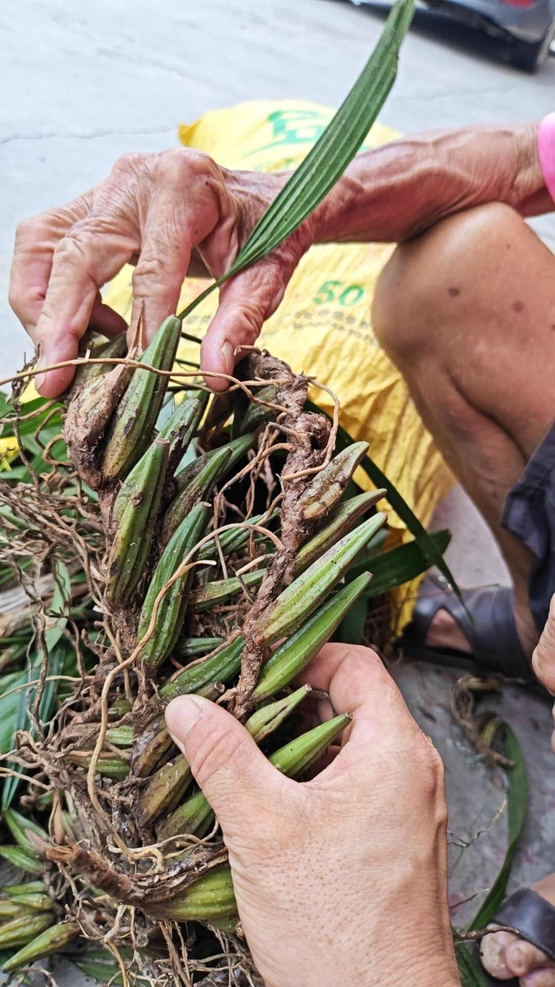 单叶石橄榄（大果）