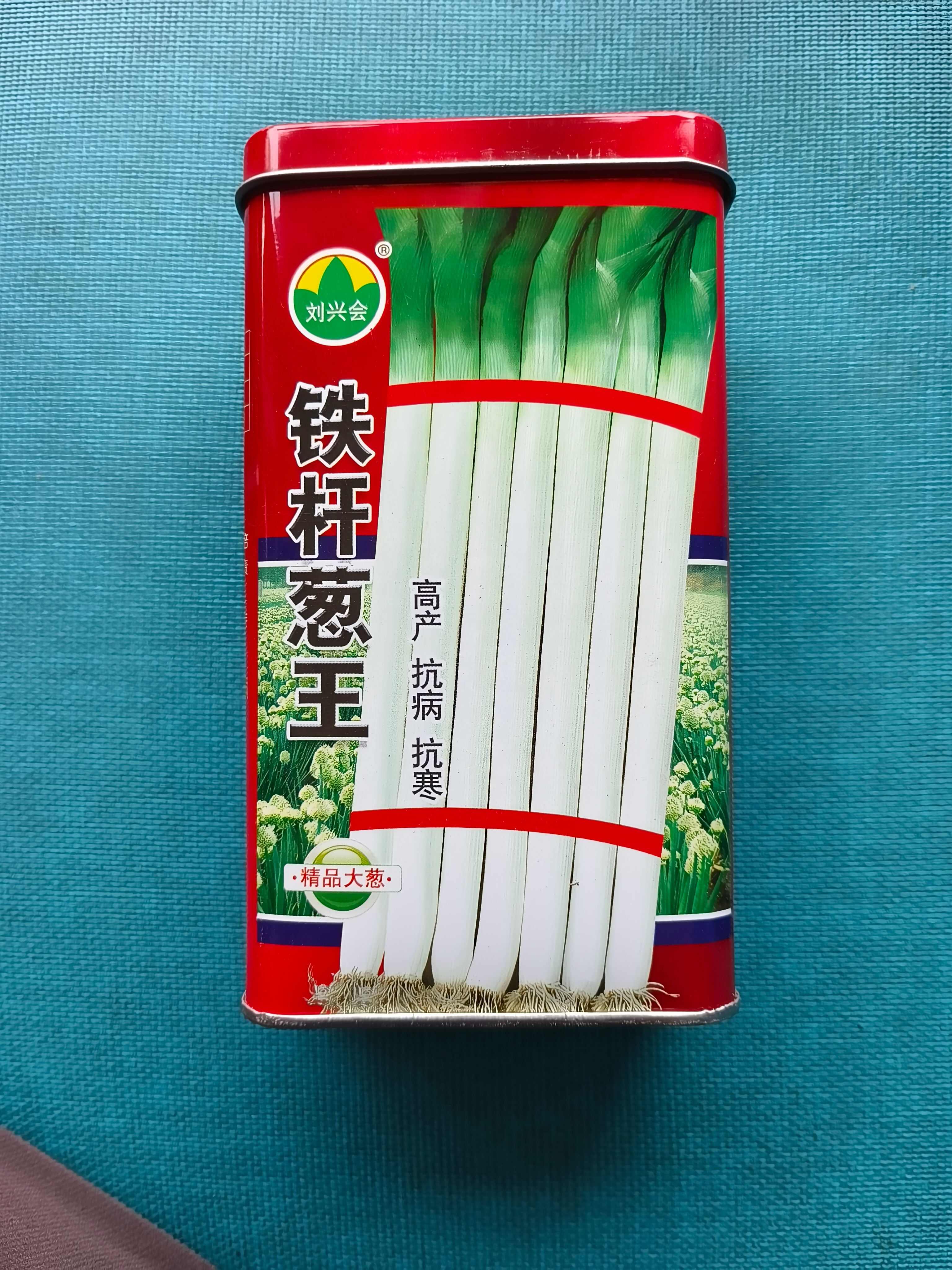 铁杆葱杂交品种抗病耐寒葱白硬且瓷实叶片直立