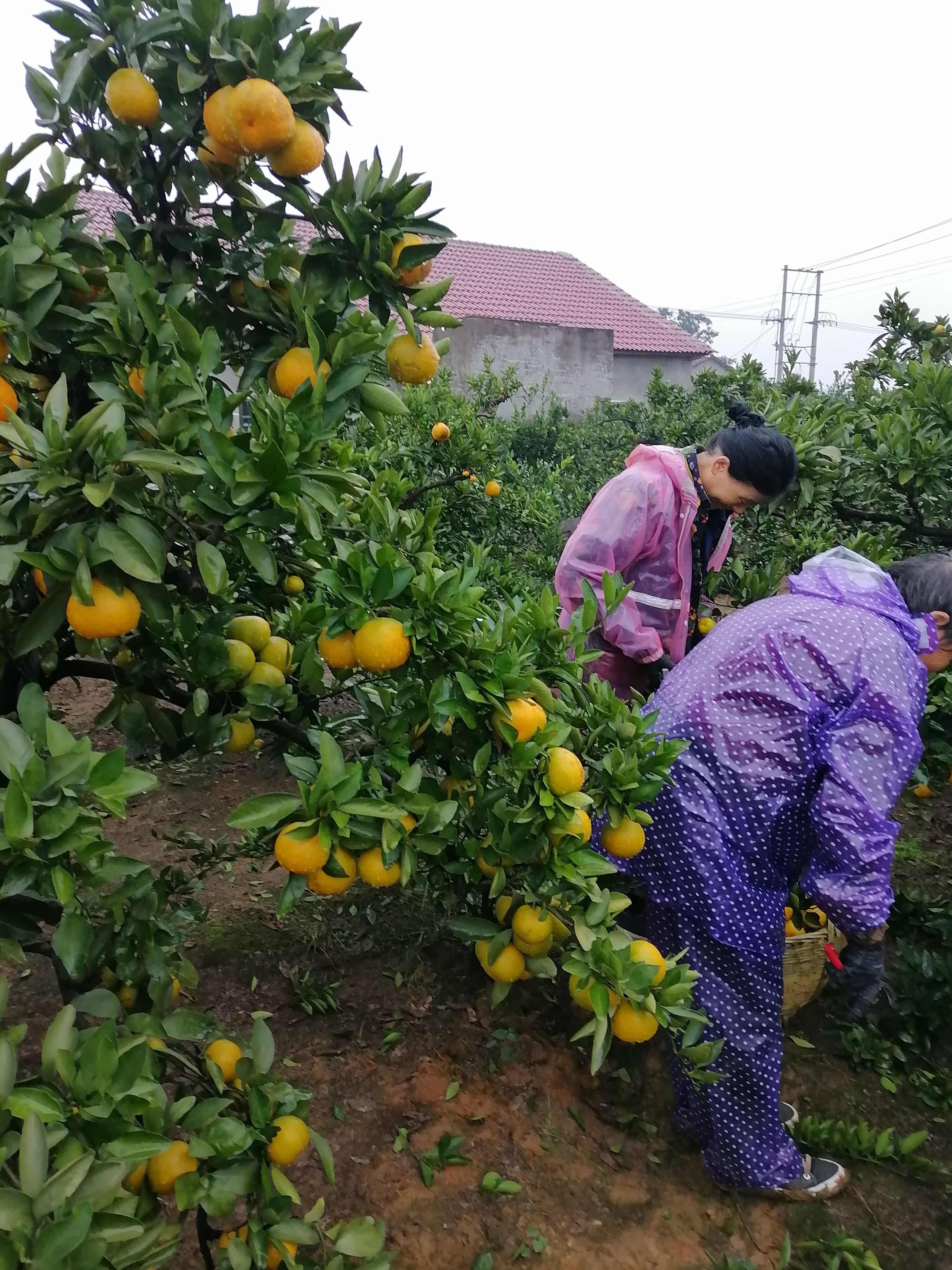 蜜桔