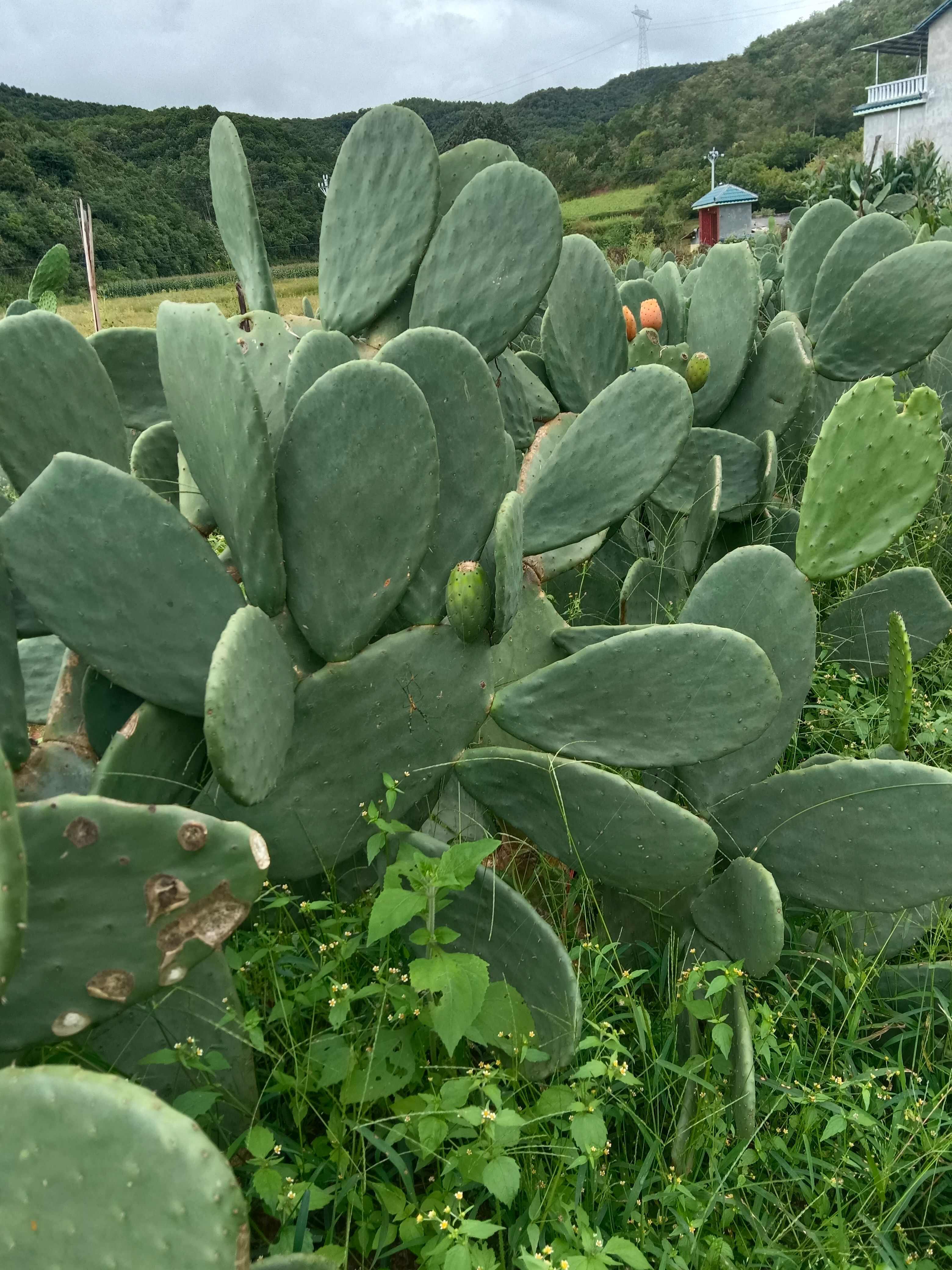 仙人掌