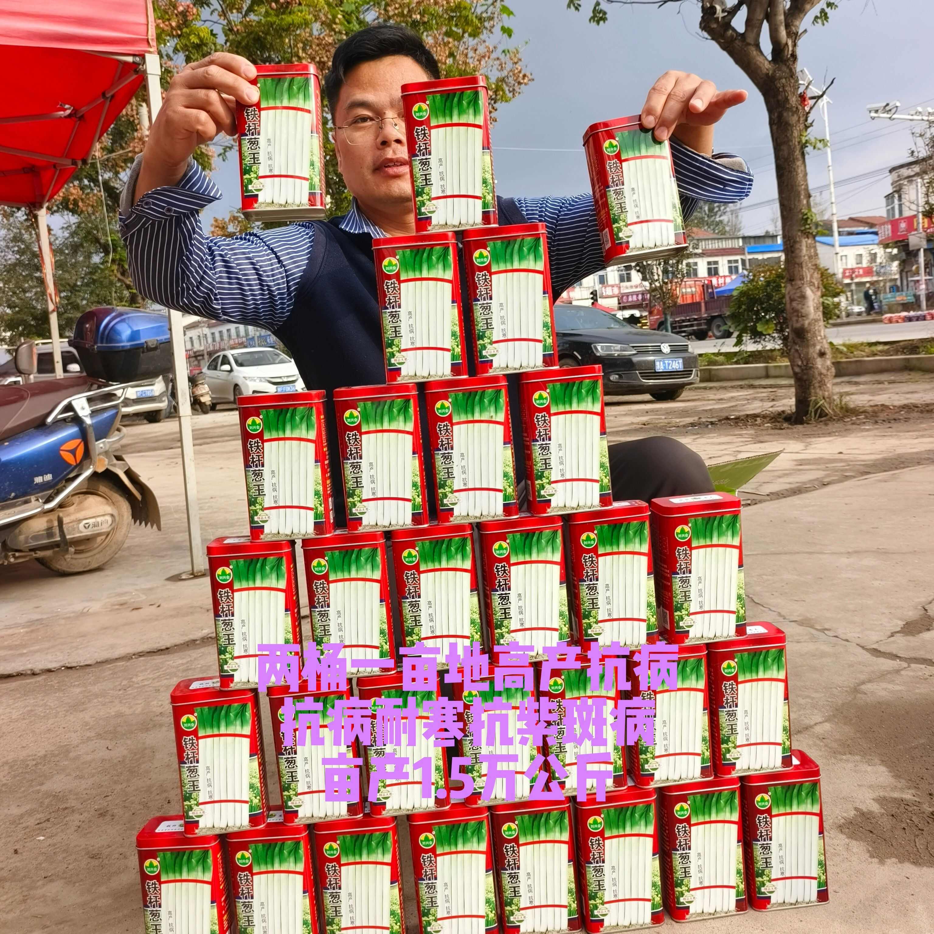 铁杆葱杂交品种抗病耐寒葱白硬且瓷实叶片直立