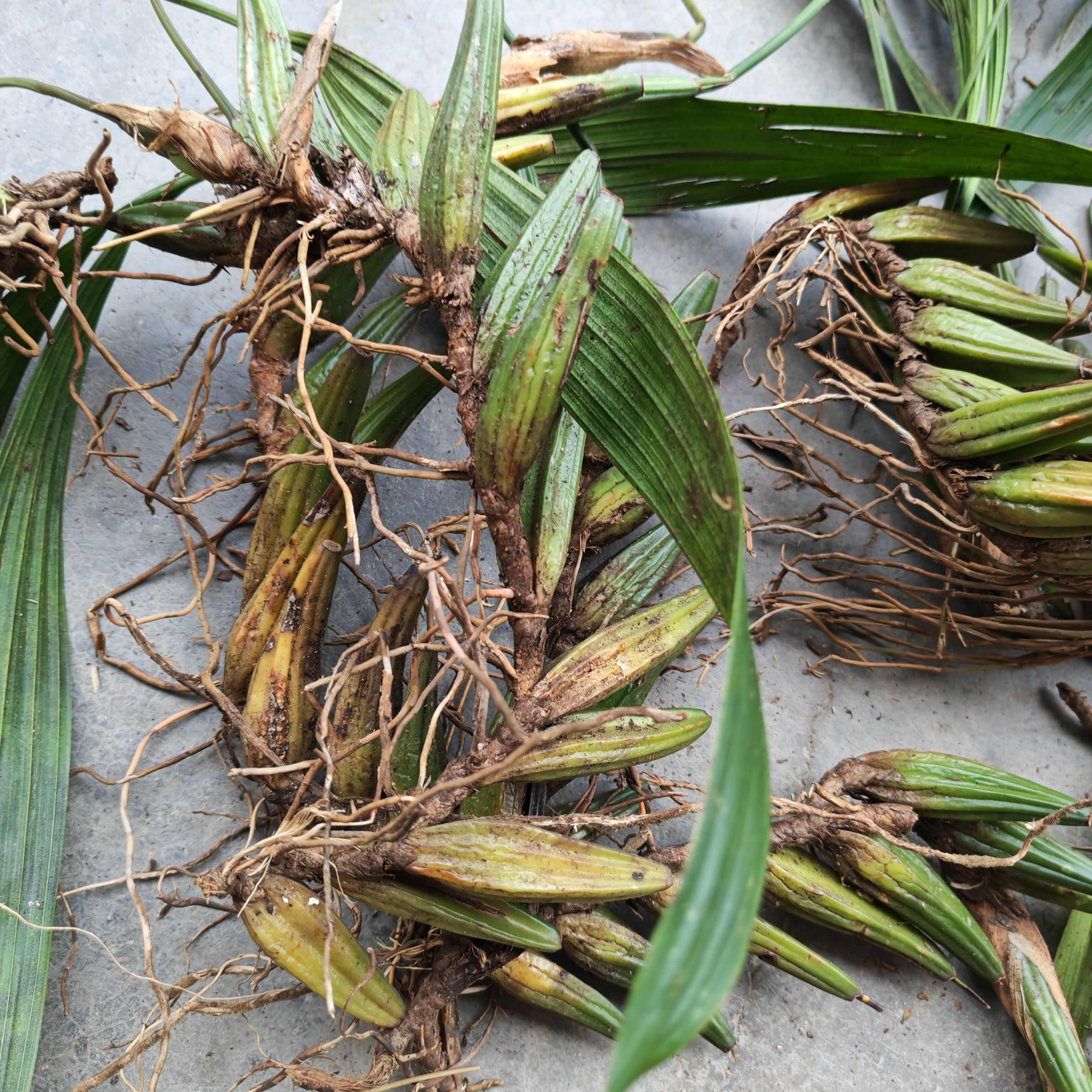 单叶石橄榄（大果）