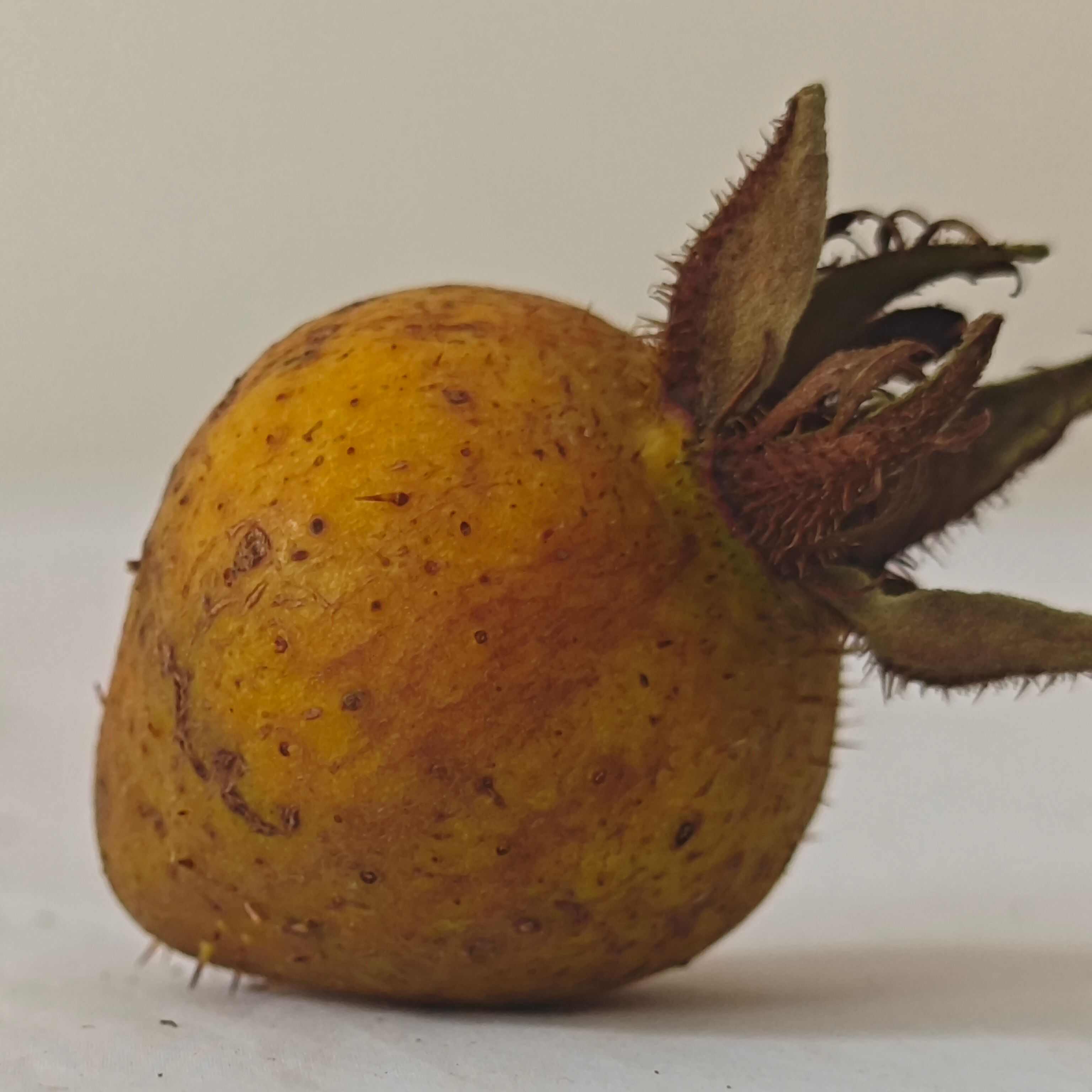 安顺金刺梨鲜果 无籽金刺梨 金樱子+刺梨改良品种