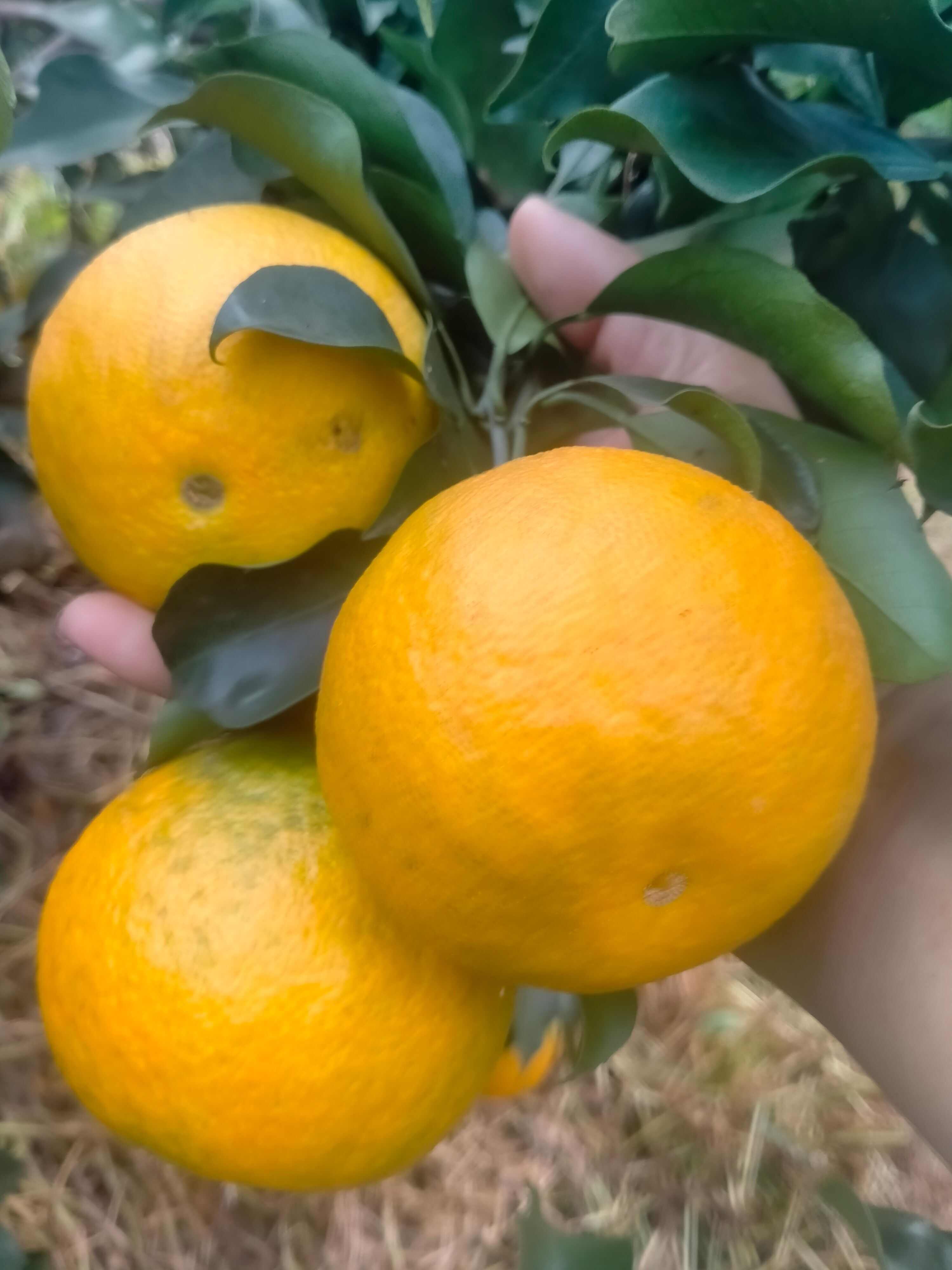 四川内江爱媛种植基地，当地土壤肥沃，水资源丰富，培育优质水果