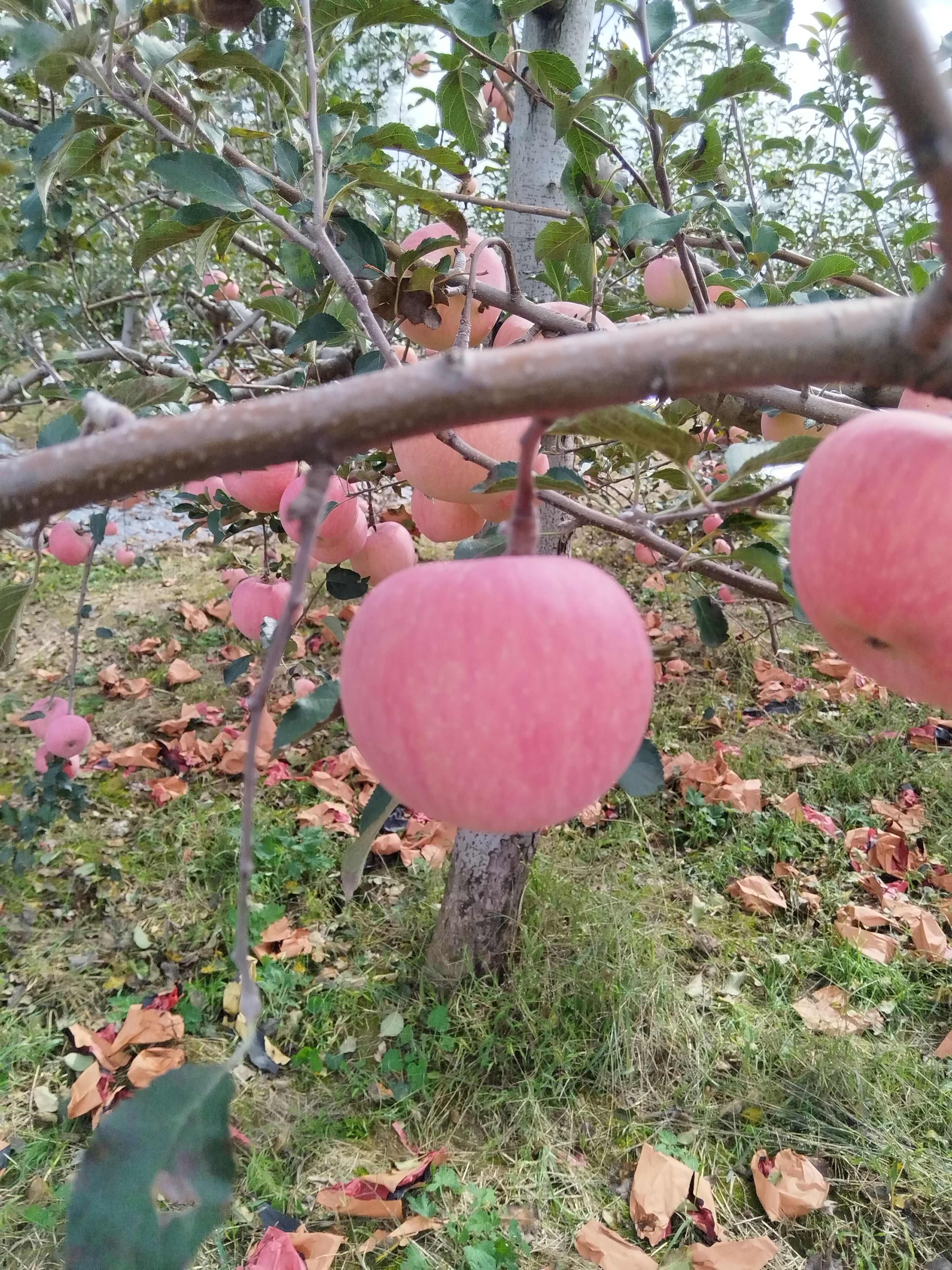 延安，延长红富士大量上市，需要的老板联系