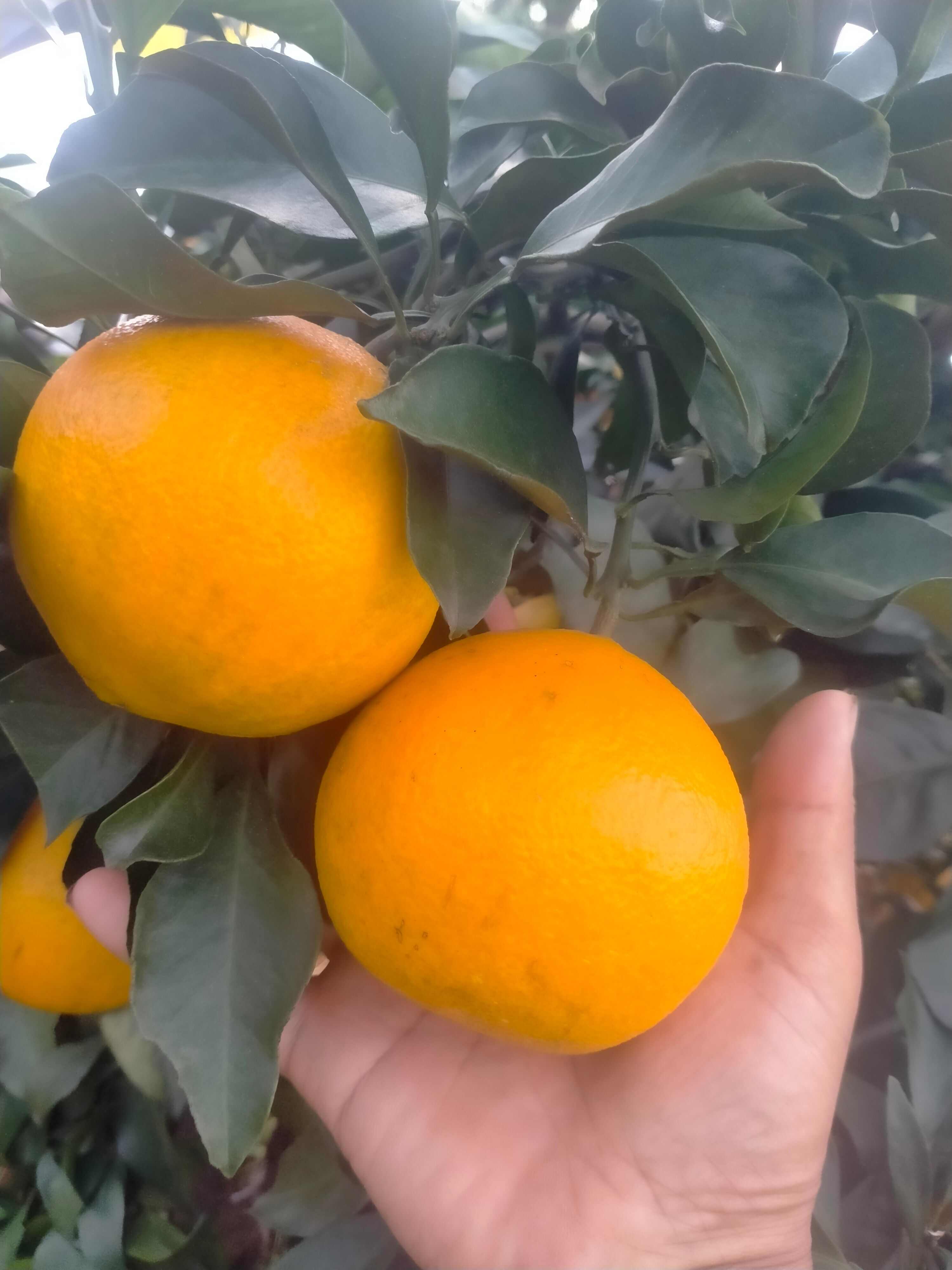 四川内江爱媛种植基地，当地土壤肥沃，水资源丰富，培育优质水果