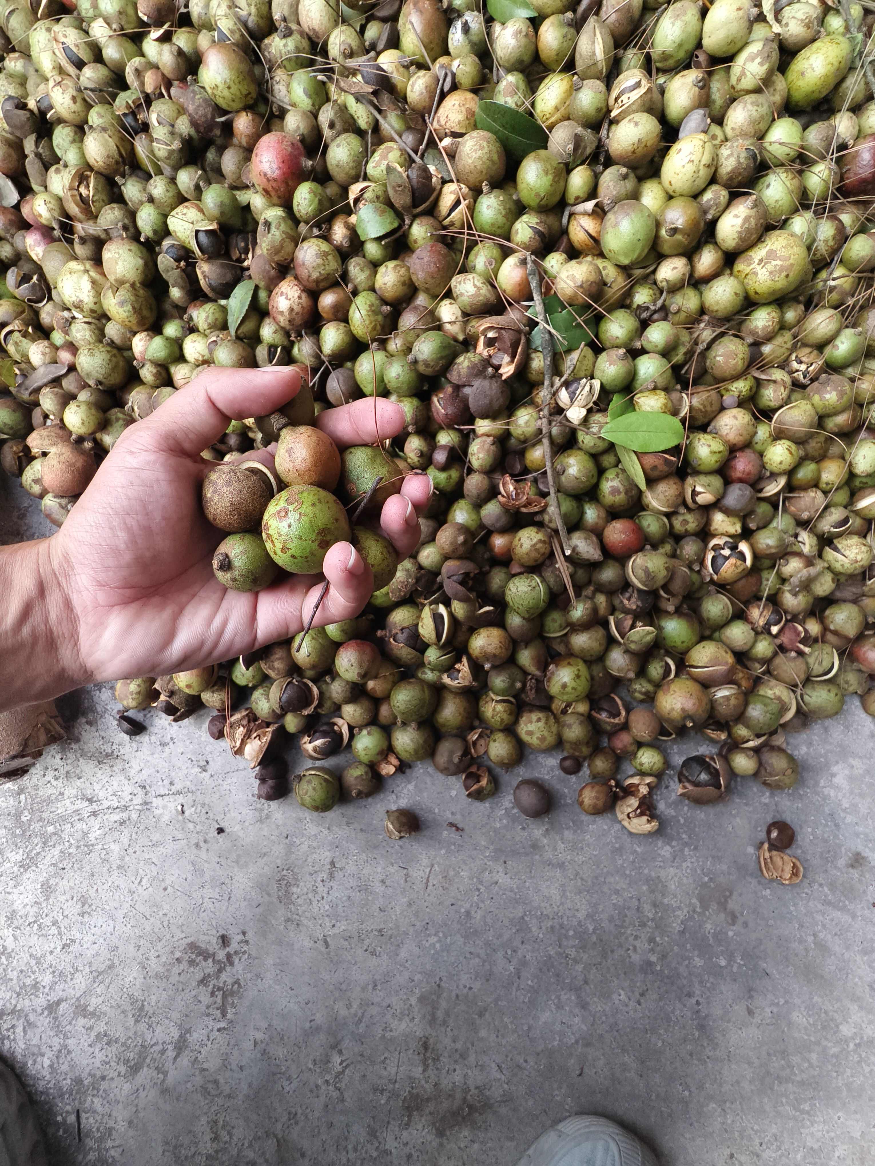 湘西山茶籽，杂交茶籽出售量8～15吨有意私聊