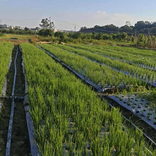惠州惠州本地红葱开始预售，欢迎砸单