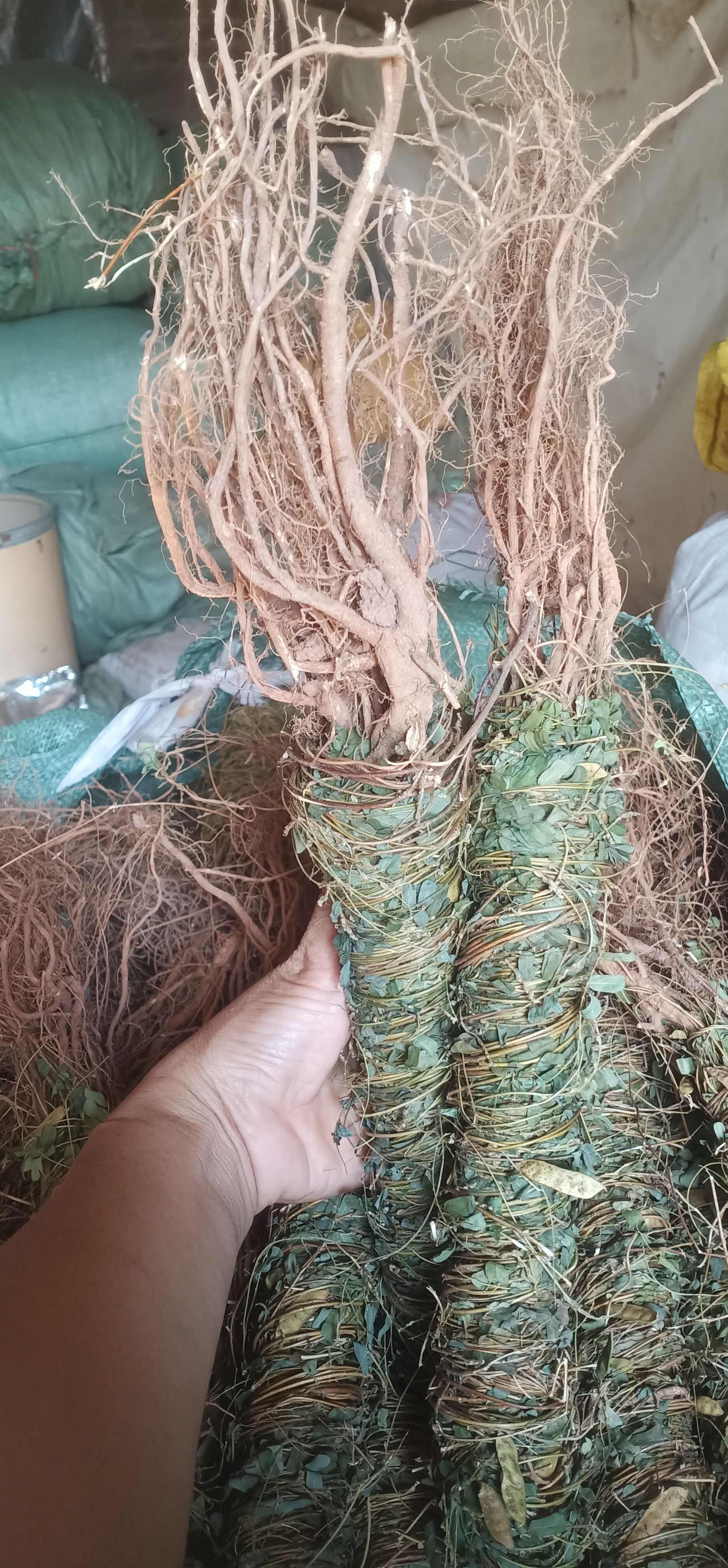 玉林小叶鸡骨草