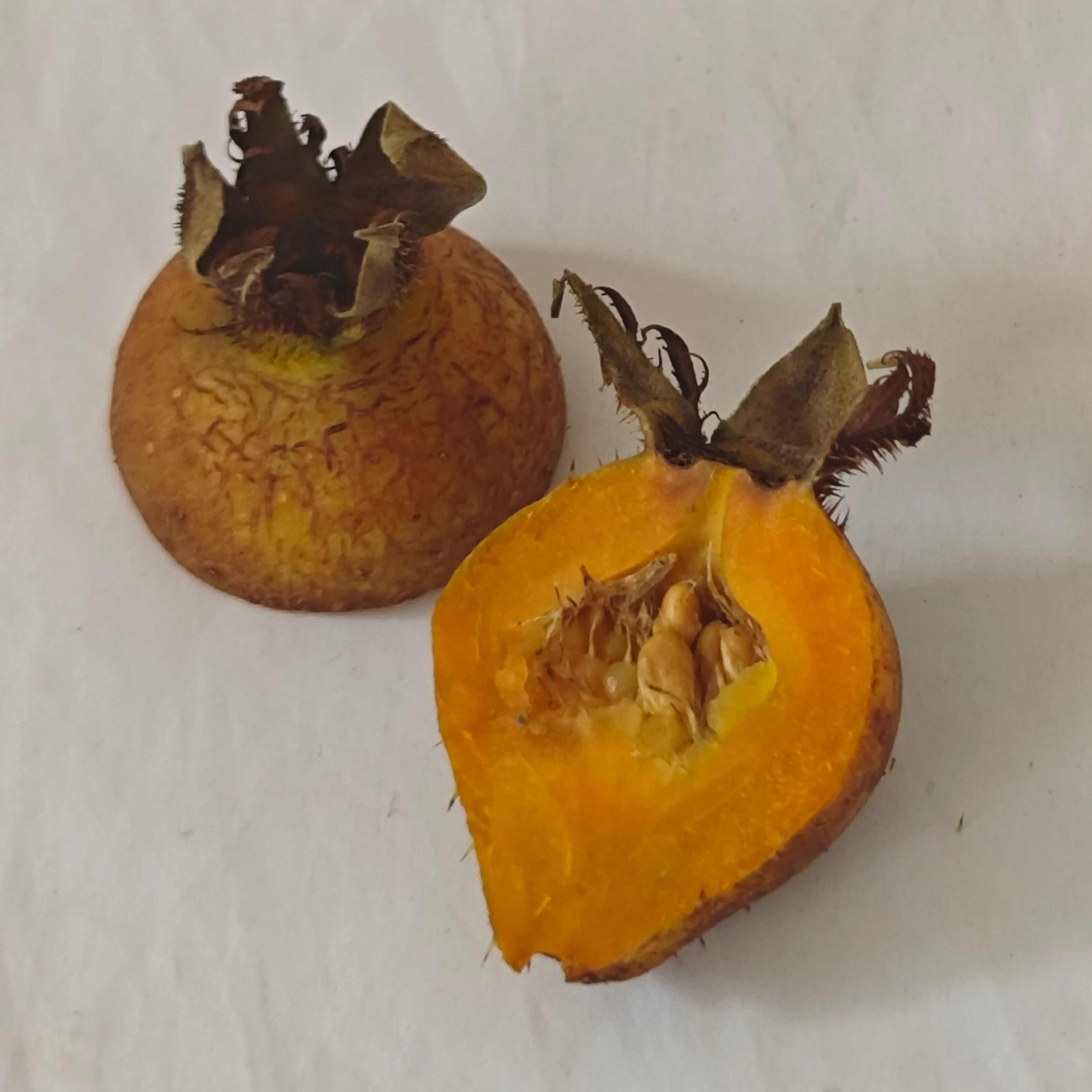 安顺金刺梨鲜果 无籽金刺梨 金樱子+刺梨改良品种