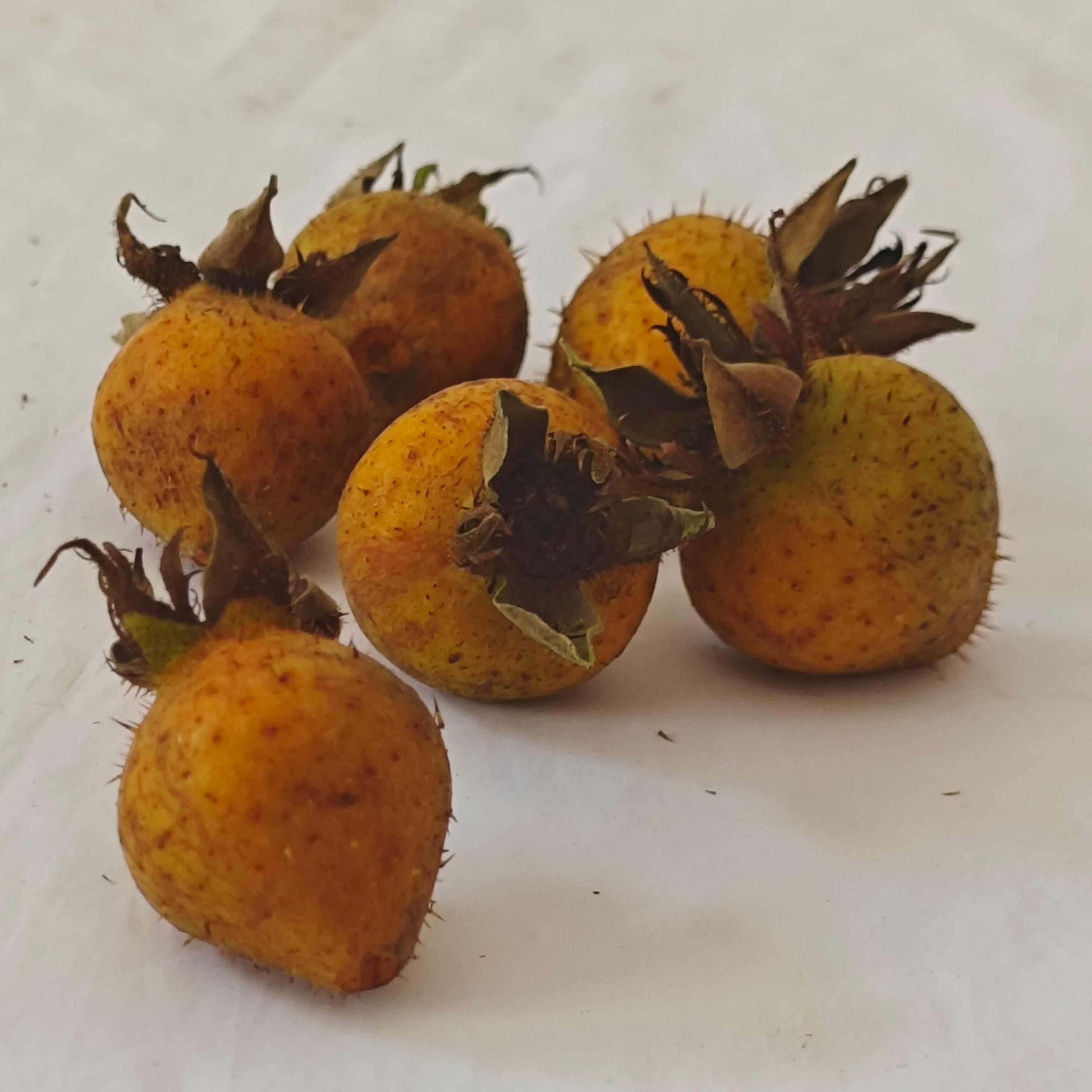 安顺金刺梨鲜果 无籽金刺梨 金樱子+刺梨改良品种