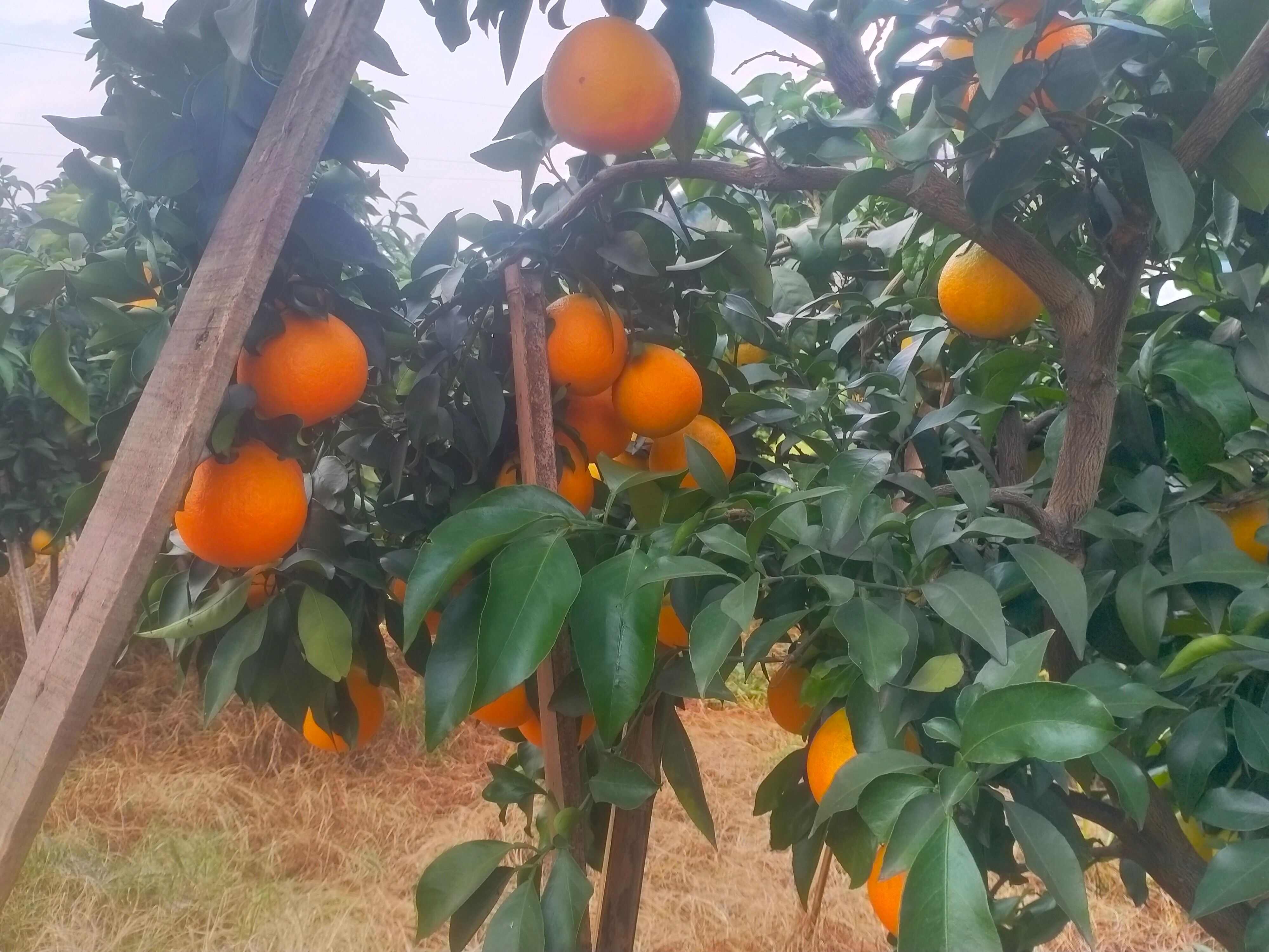 四川内江爱媛种植基地，当地土壤肥沃，水资源丰富，培育优质水果