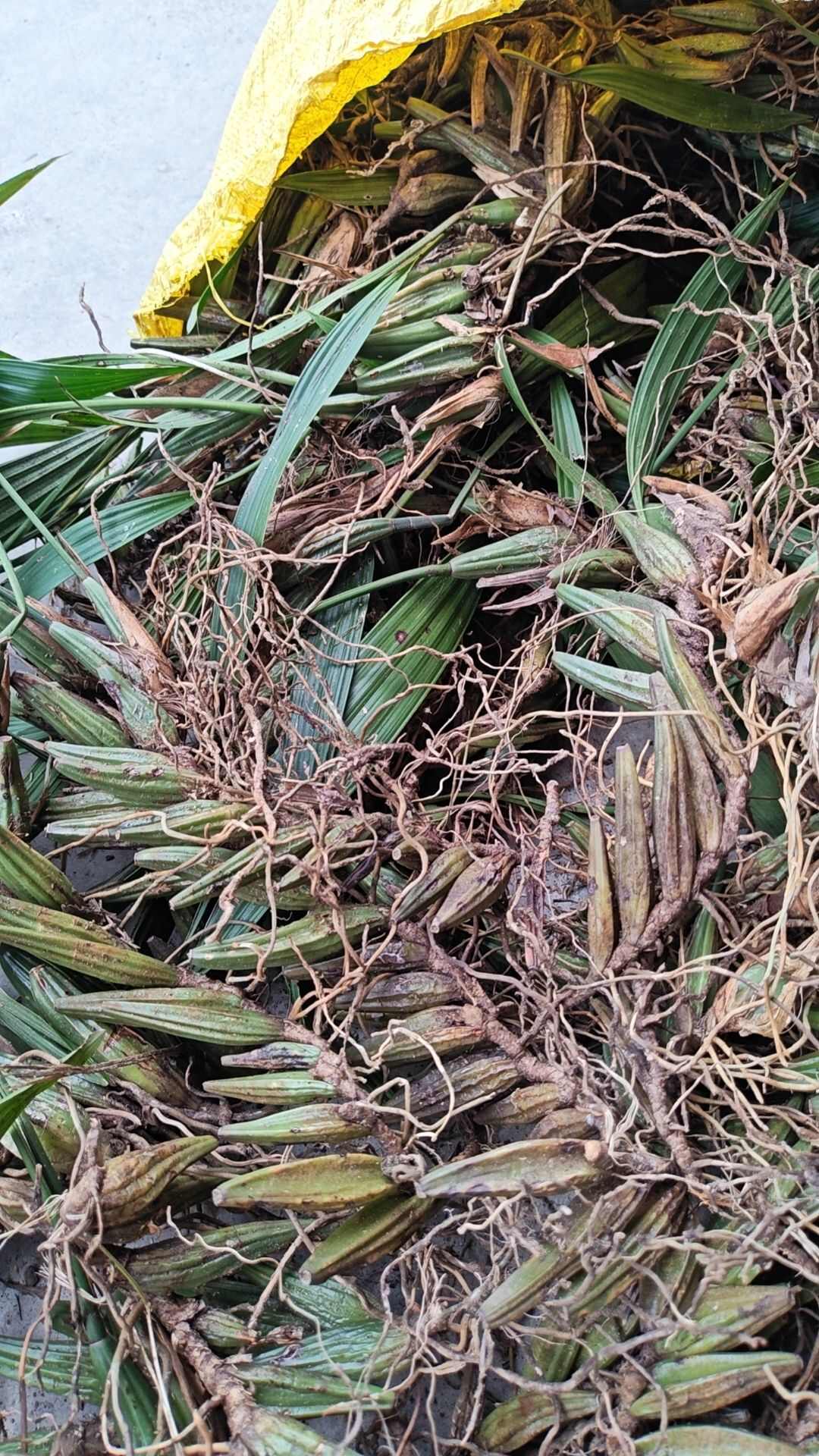 单叶石橄榄（大果）