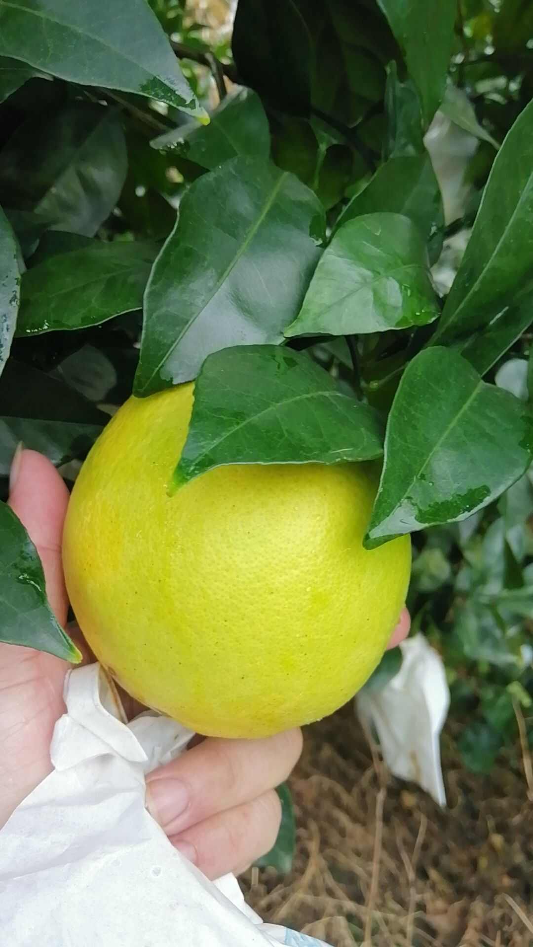 福建青皮脐橙，树上熟，甜度13度以上