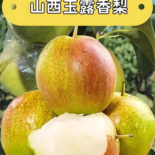 芮城县山西雨露香梨