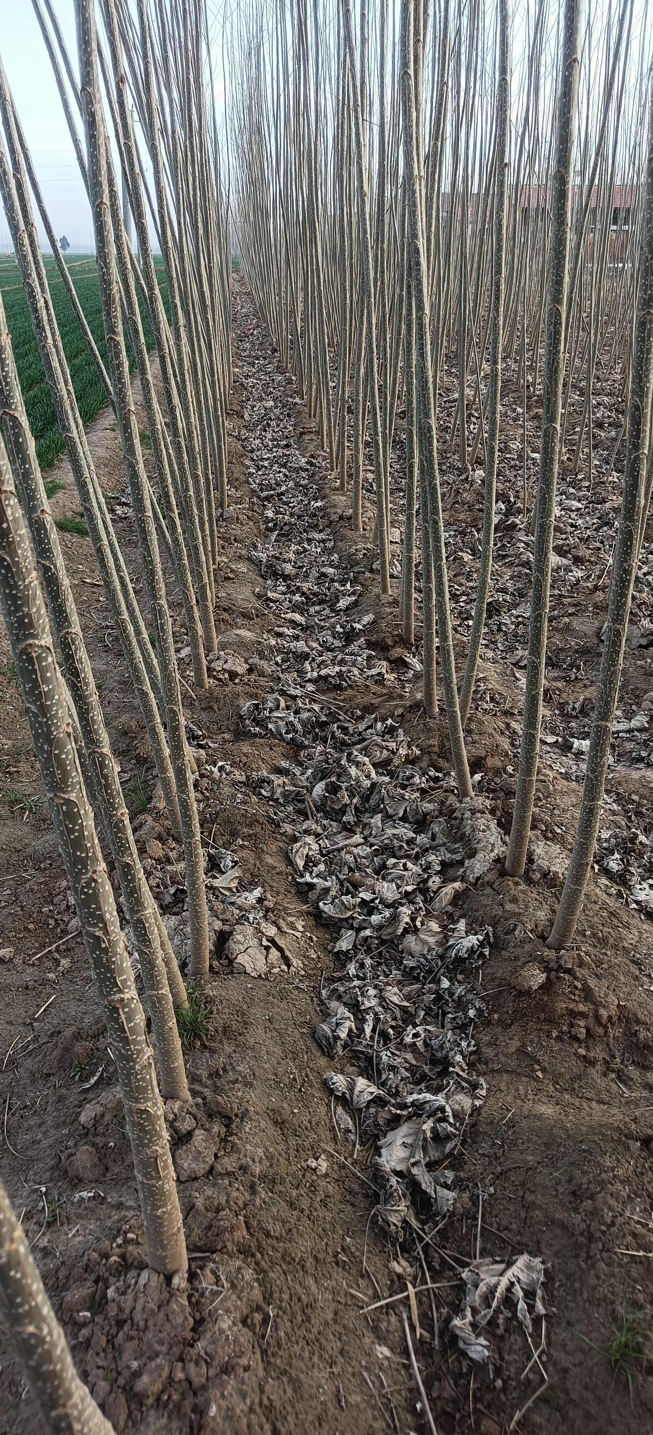 速生杨107苗木基地