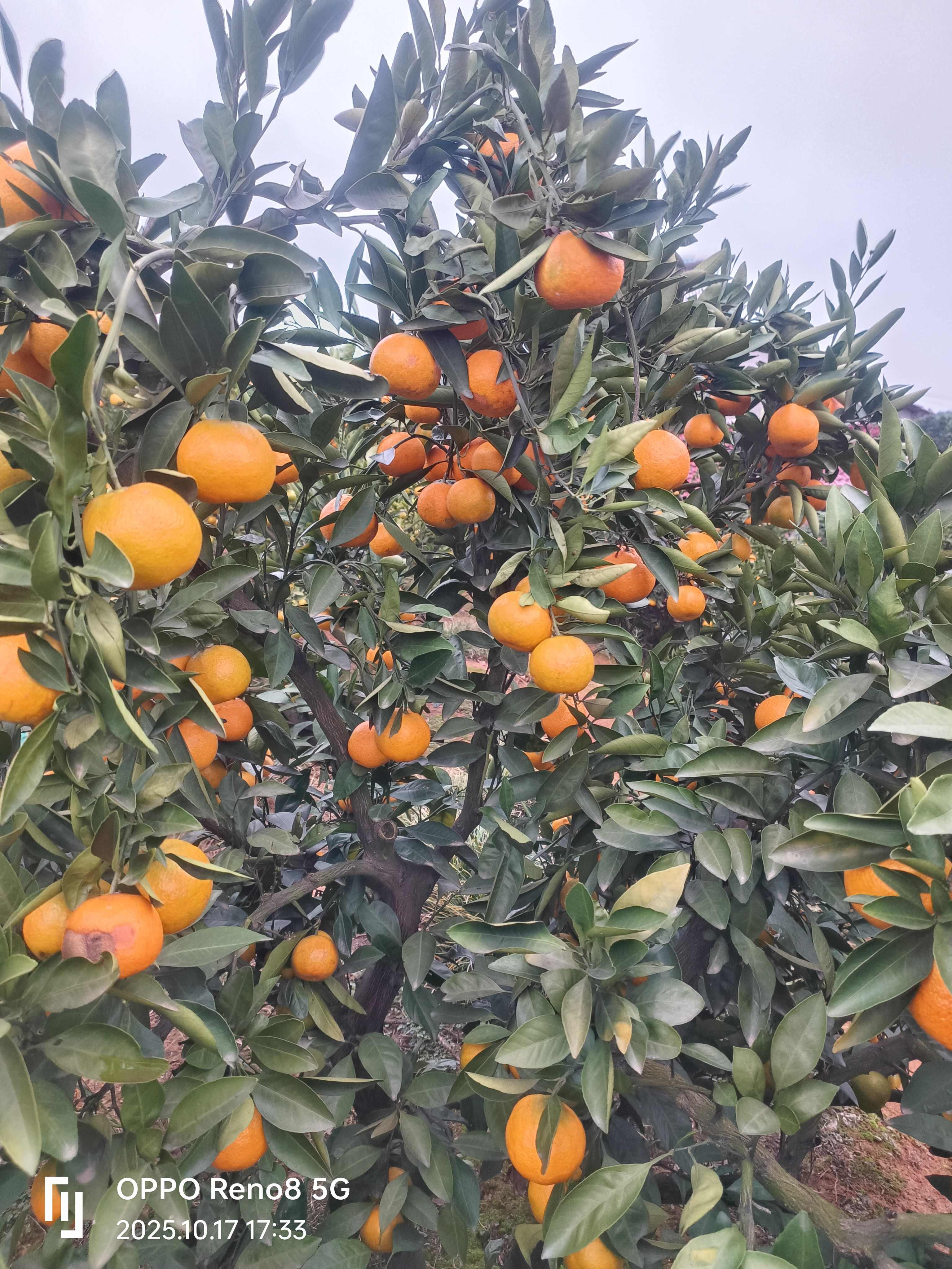 湖南澧县蜜桔 新鲜柑橘类水果产地直发