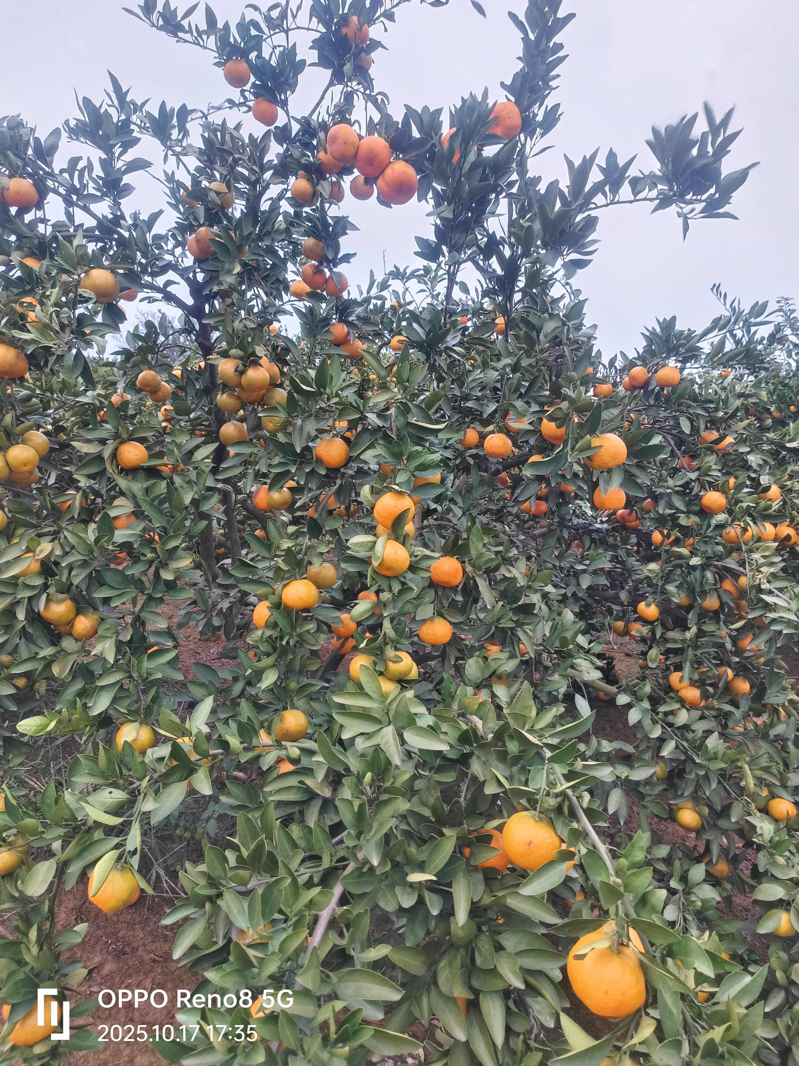 湖南澧县蜜桔 新鲜柑橘类水果产地直发