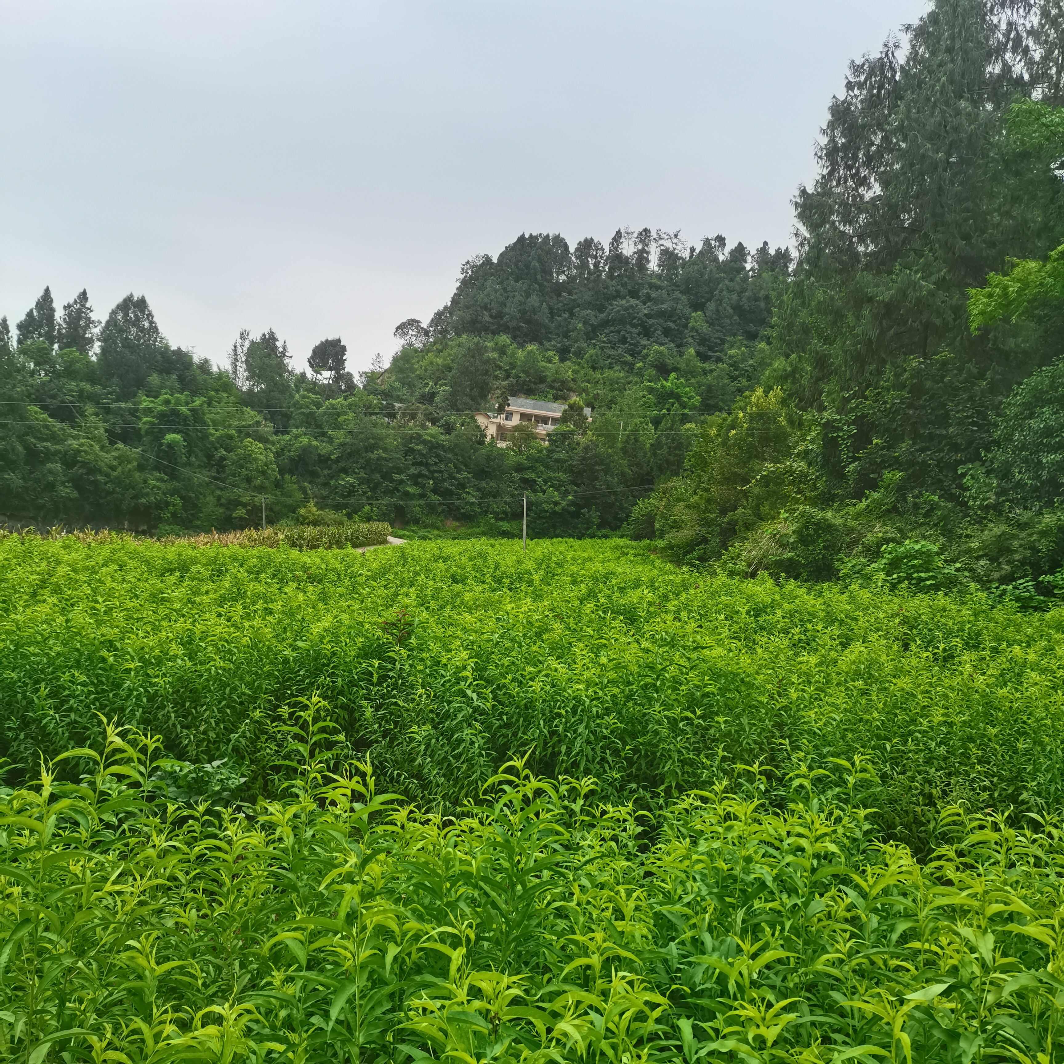 优质实生毛桃苗，可嫁接桃杏李梅枮木。