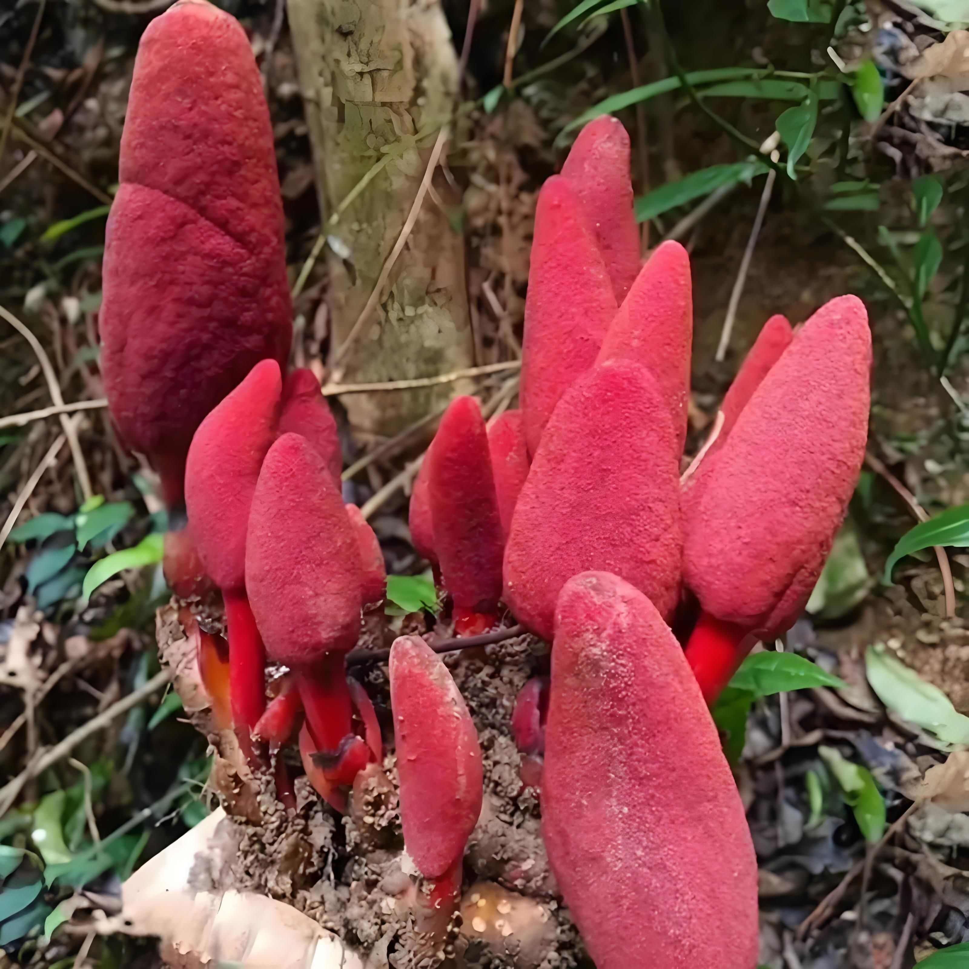 回春草文王一支笔蛇菰大山深处产地一手货源产地直供干货鲜货供应