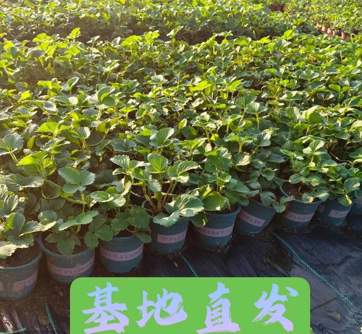 甜查理  宁玉  建德白露草莓苗  杯苗  盆栽苗 量大从优