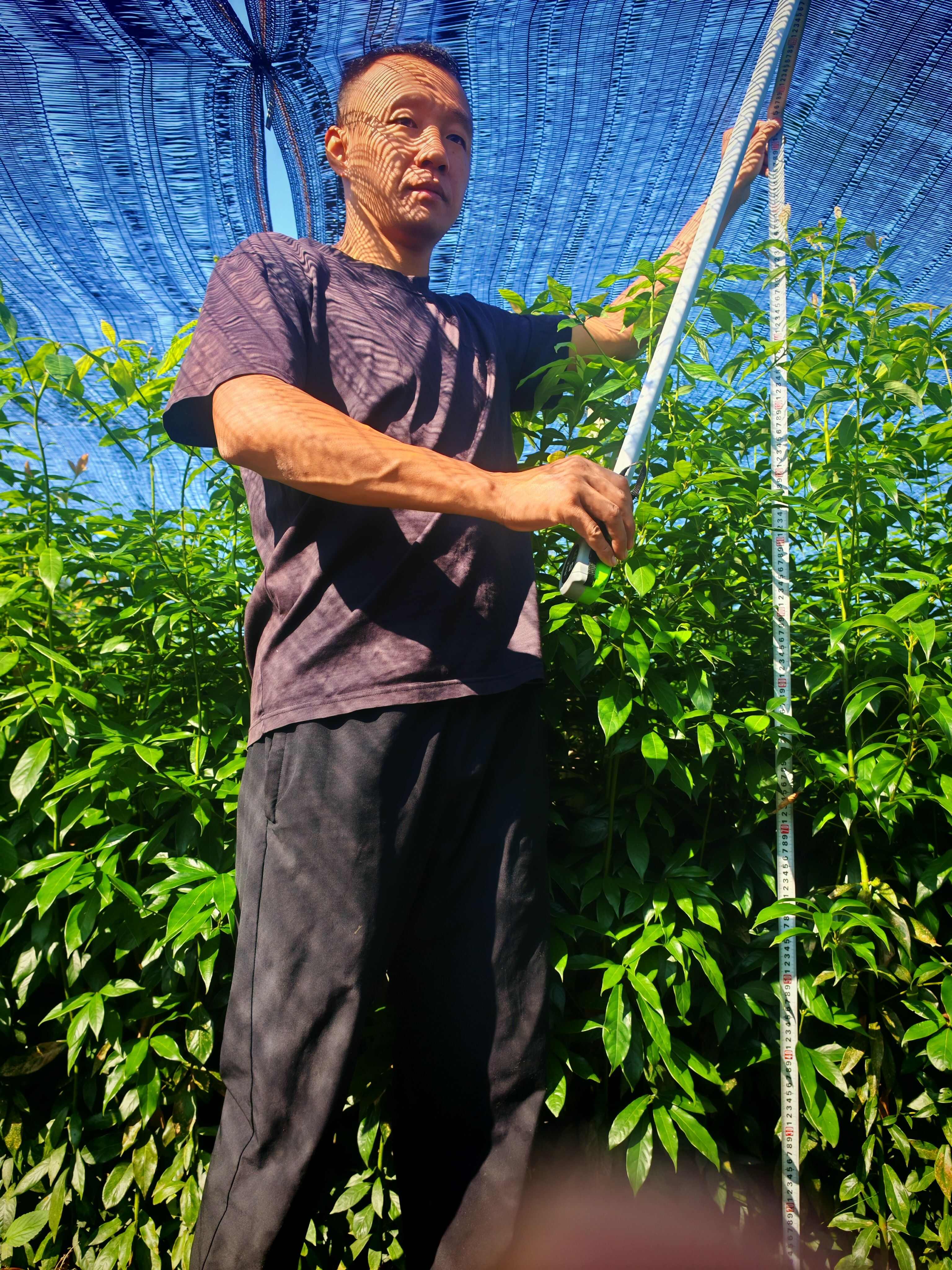 苗厂直供，没有中间商赚差价双六到10金丝楠木杯苗大量有货