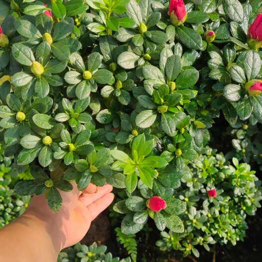 漳平市18杯梅红，冠幅28/30公分