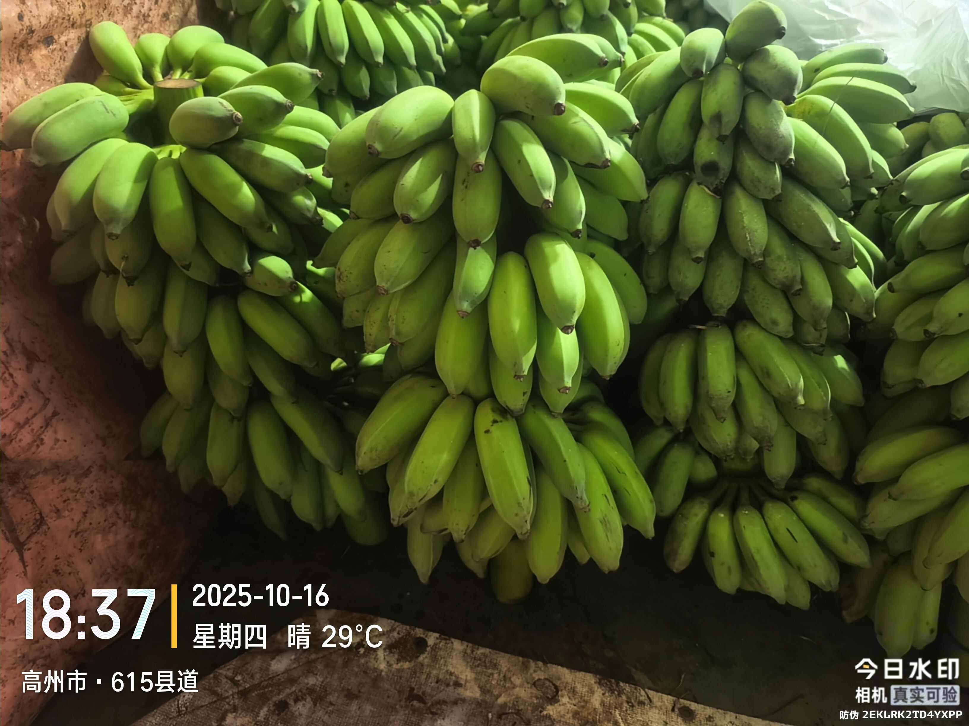 高州粉蕉，香蕉产地直供，专业代收购，代发货！