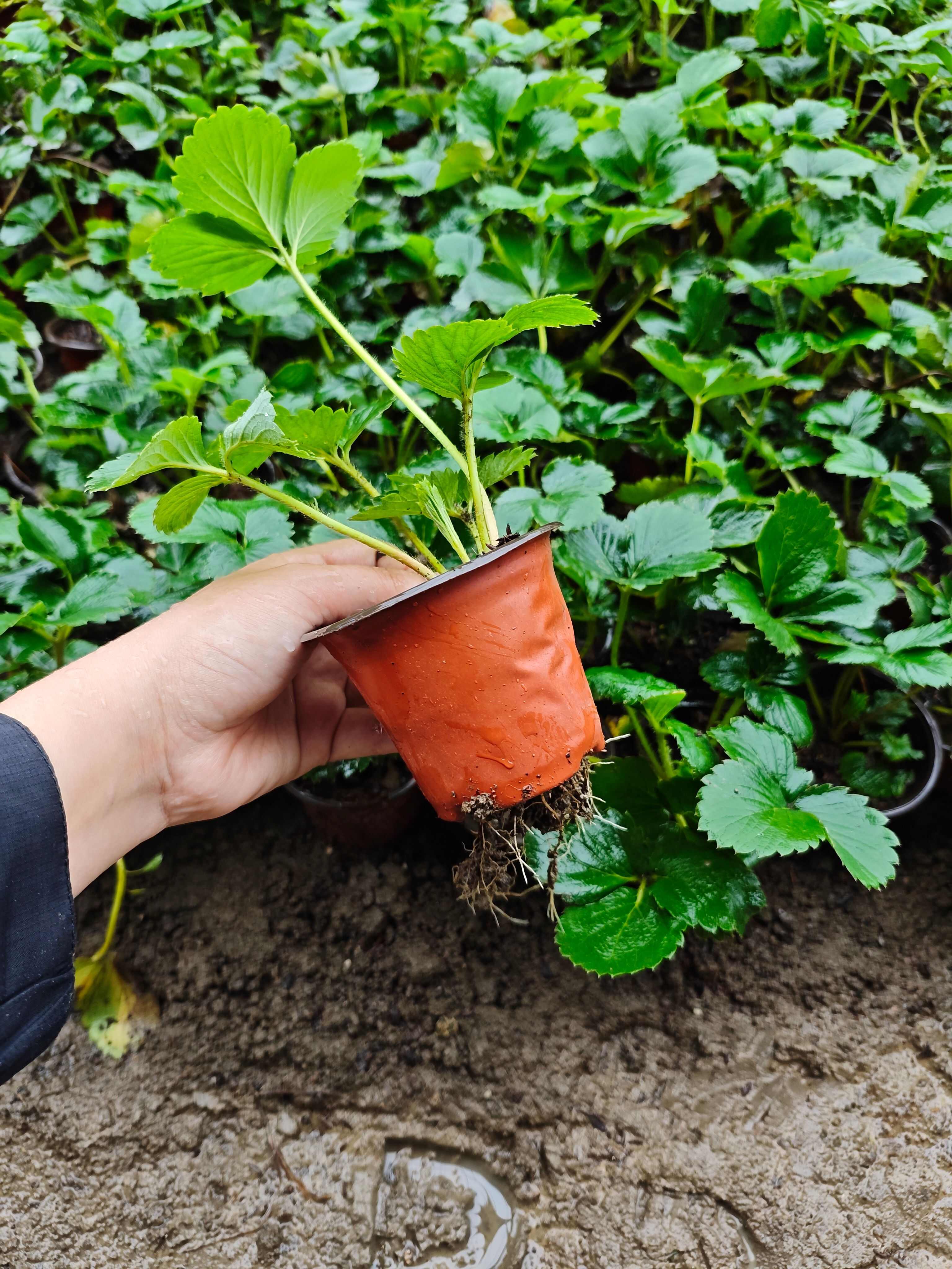 甜查理  宁玉  建德白露草莓苗  杯苗  盆栽苗 量大从优